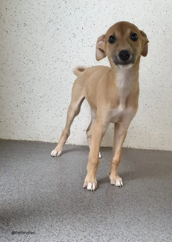 Carmel greyhound lurher adozionelevrieri pet 6