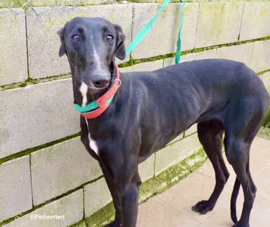 Carmen adozione levrieri galgo 01