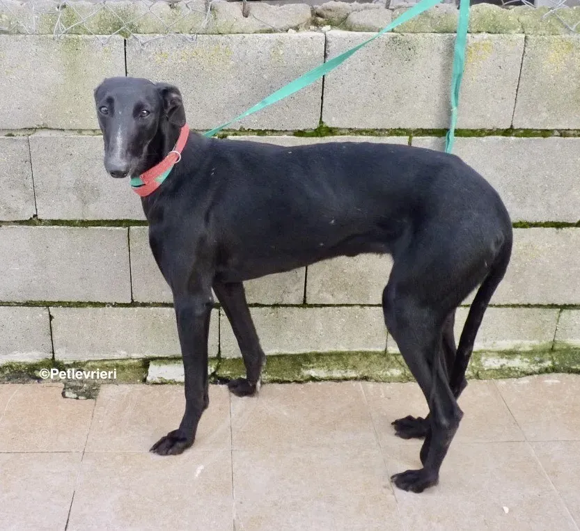 Carmen adozione levrieri galgo 02