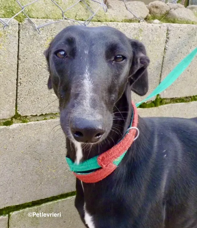 Carmen adozione levrieri galgo 03
