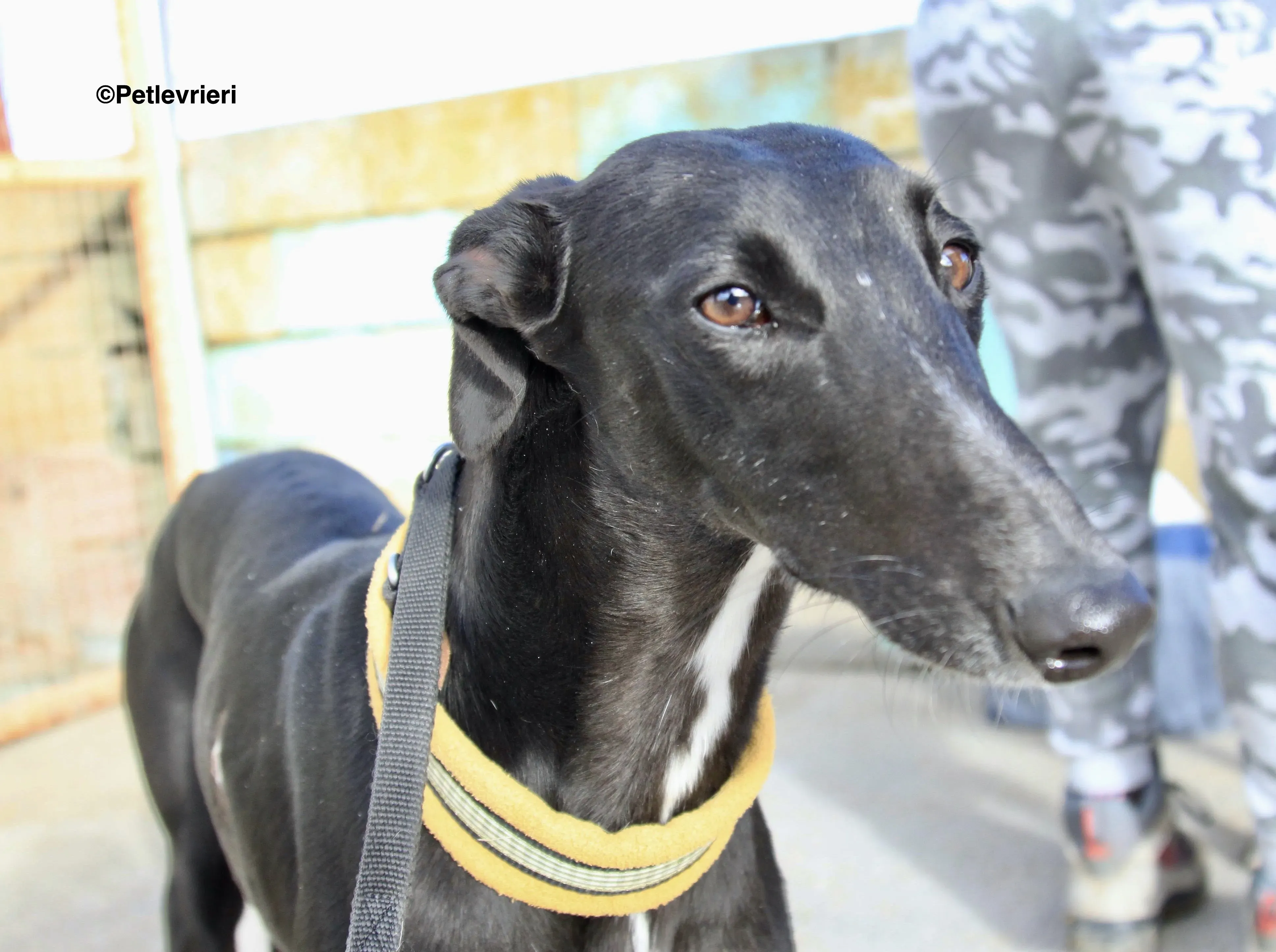 Carmen adozione levrieri galgo 1