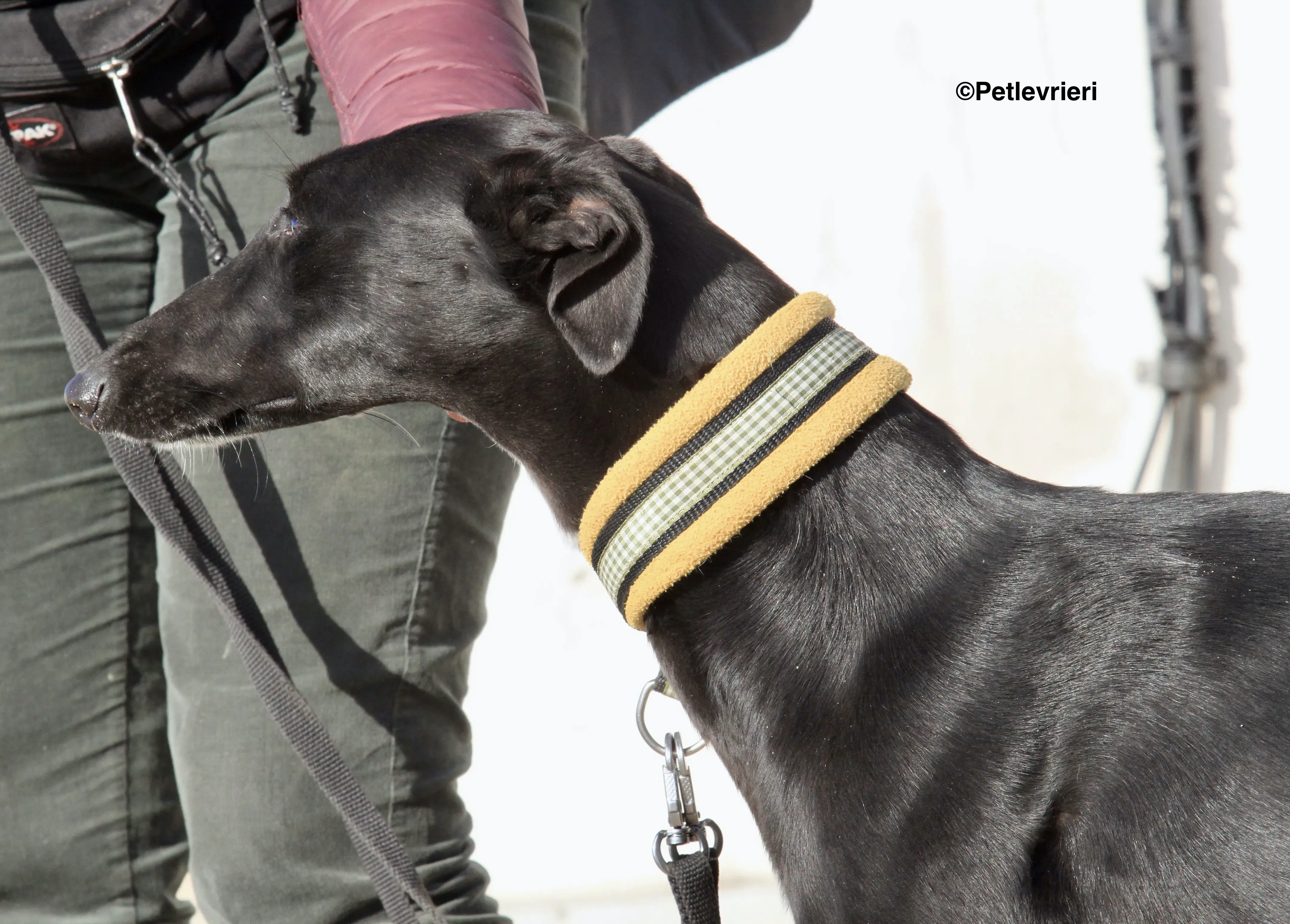 Carmen adozione levrieri galgo 10