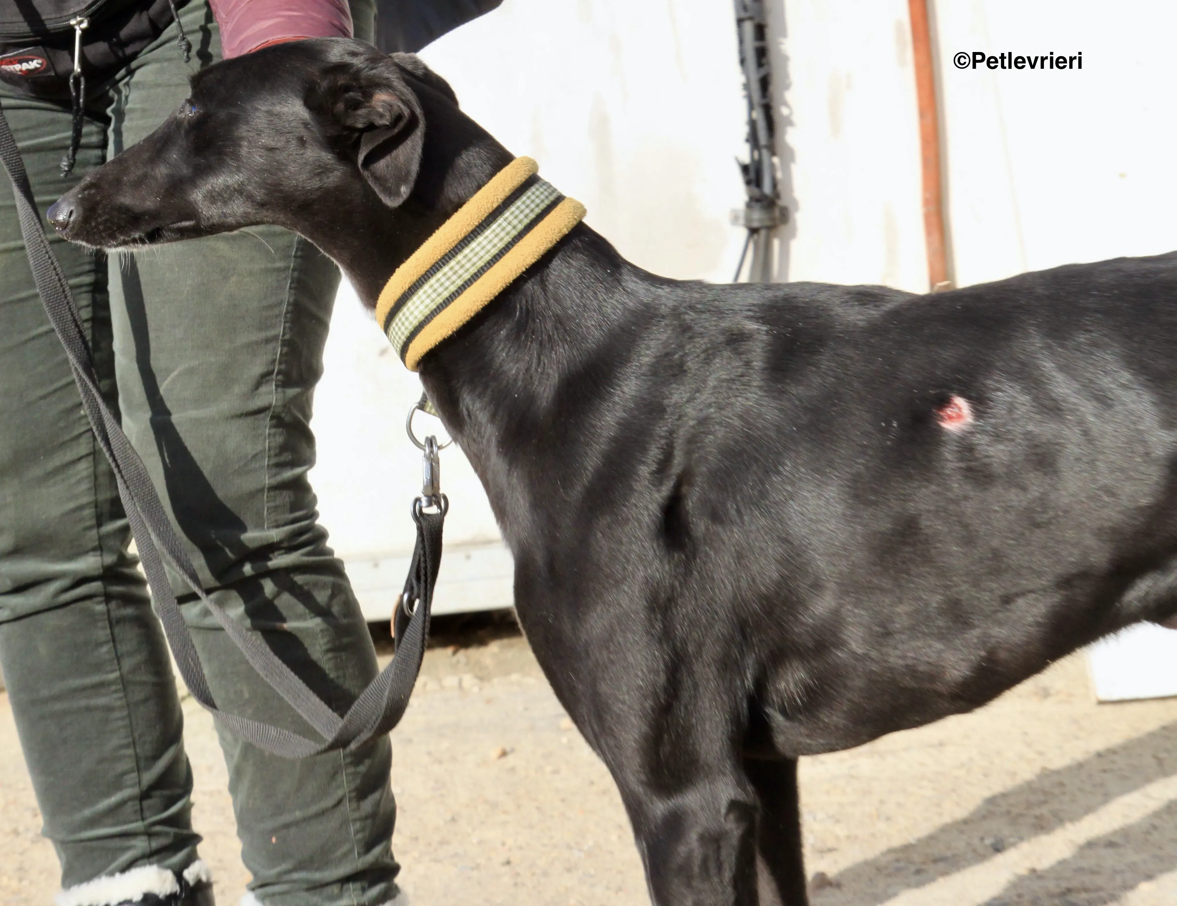 Carmen adozione levrieri galgo 11