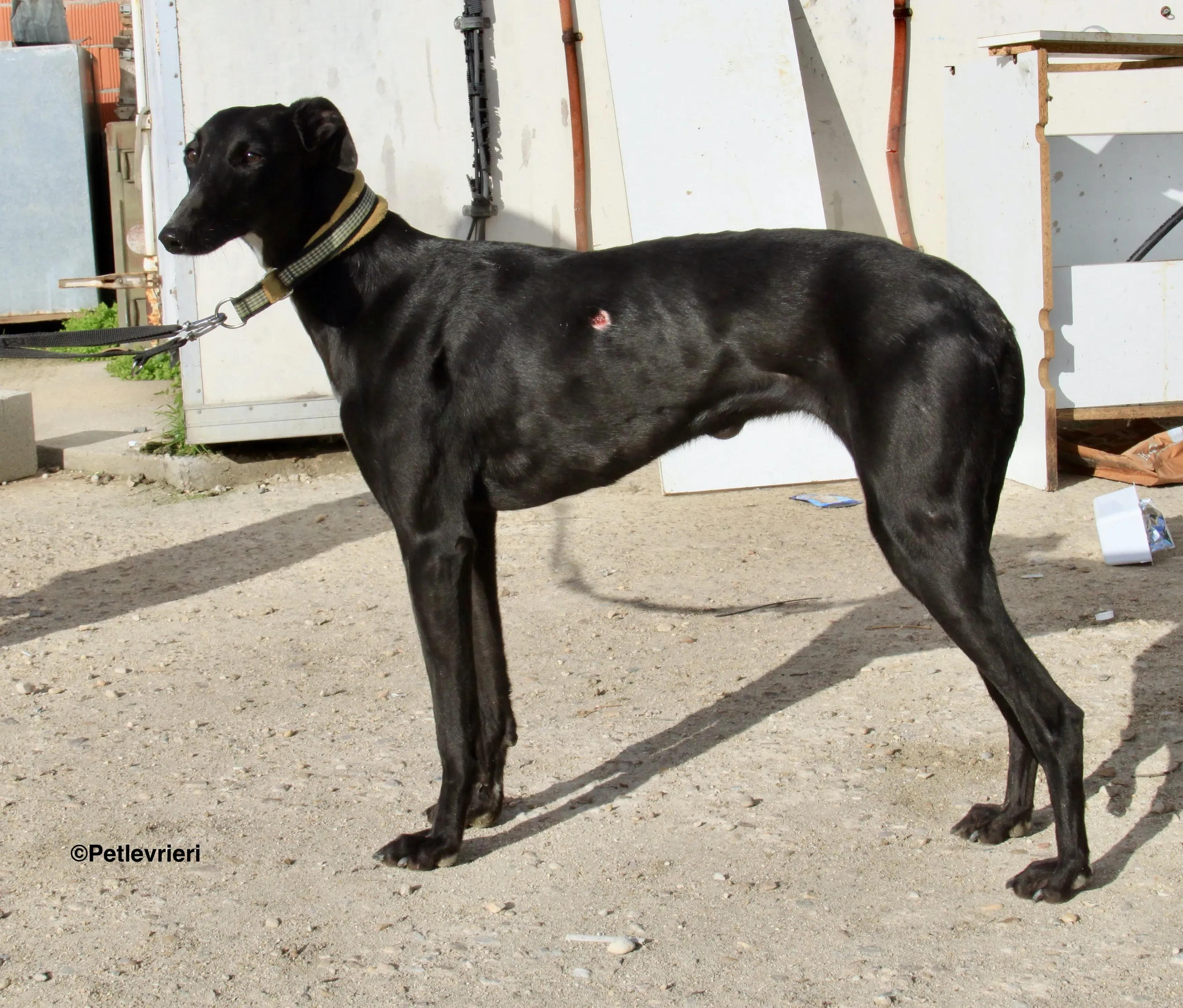 Carmen adozione levrieri galgo 12