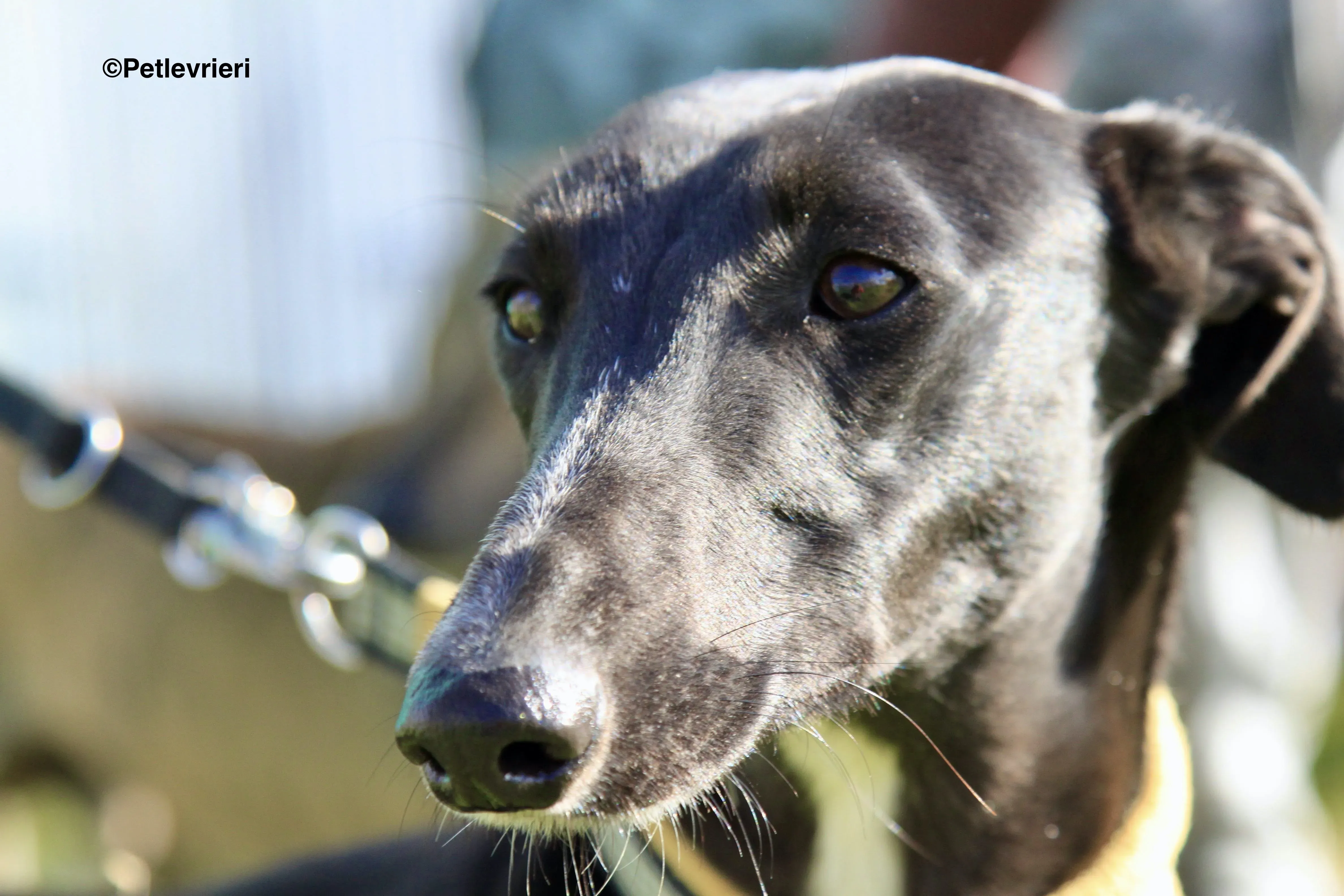 Carmen adozione levrieri galgo 13