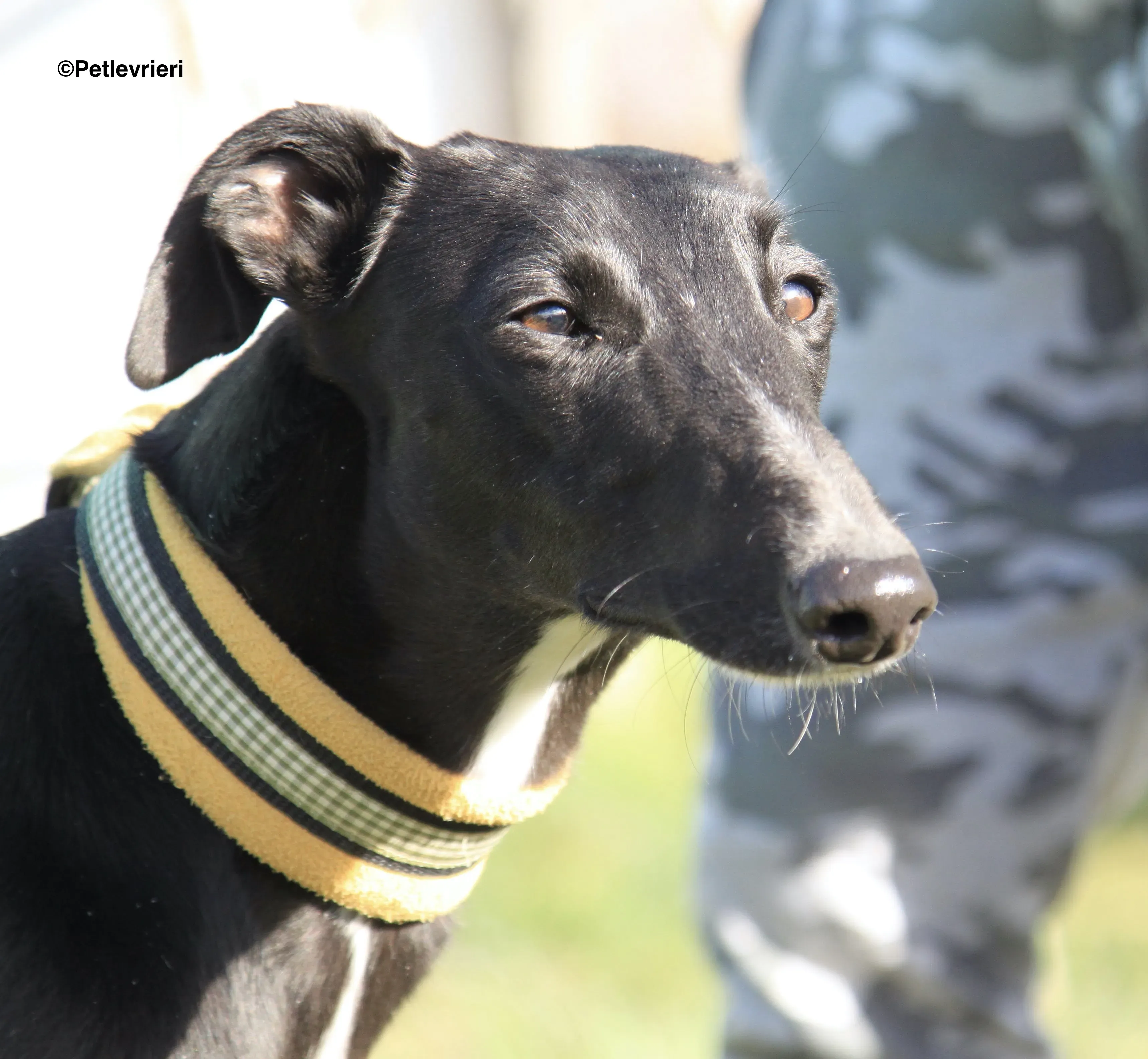 Carmen adozione levrieri galgo 14