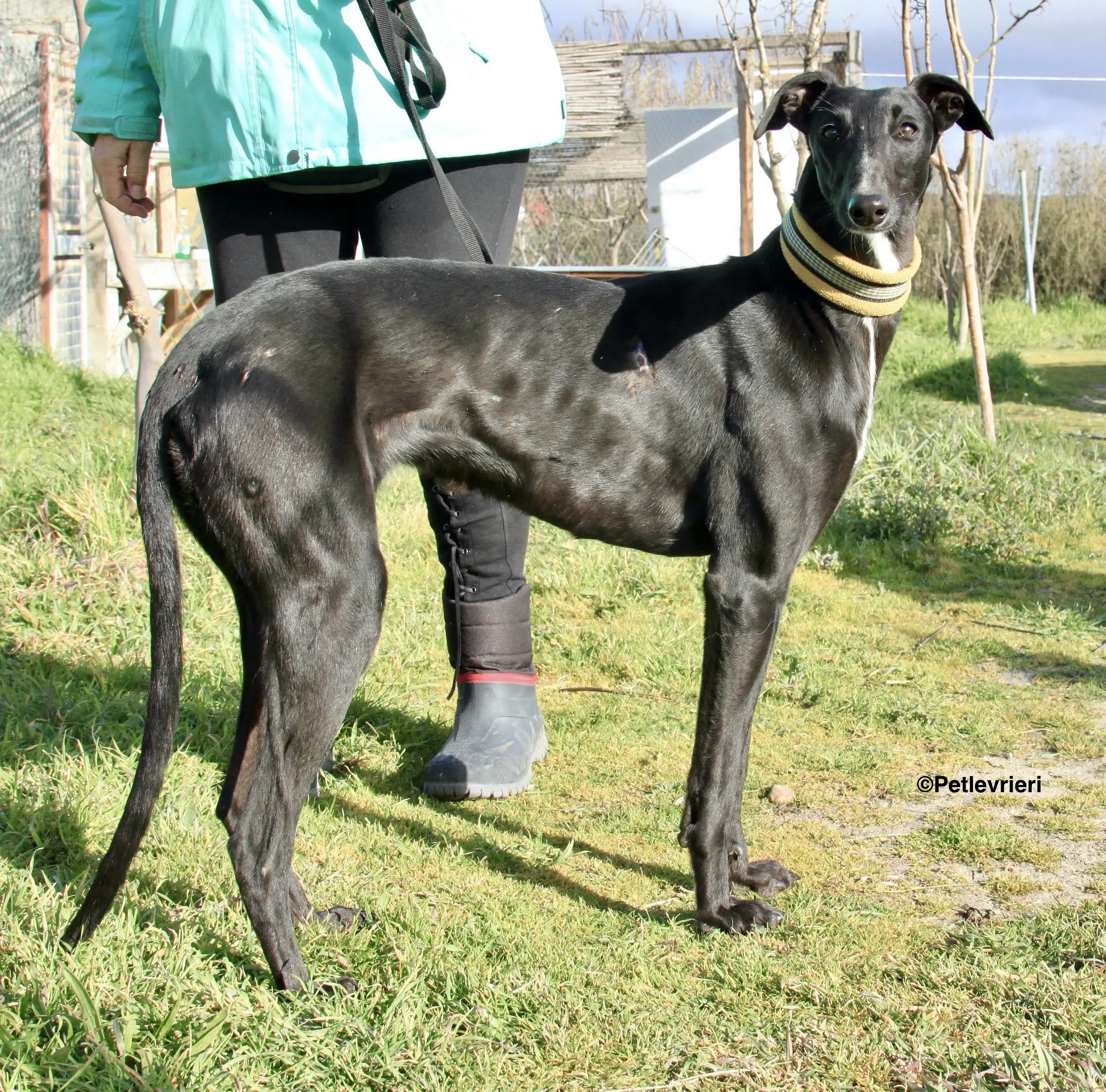 Carmen adozione levrieri galgo 15