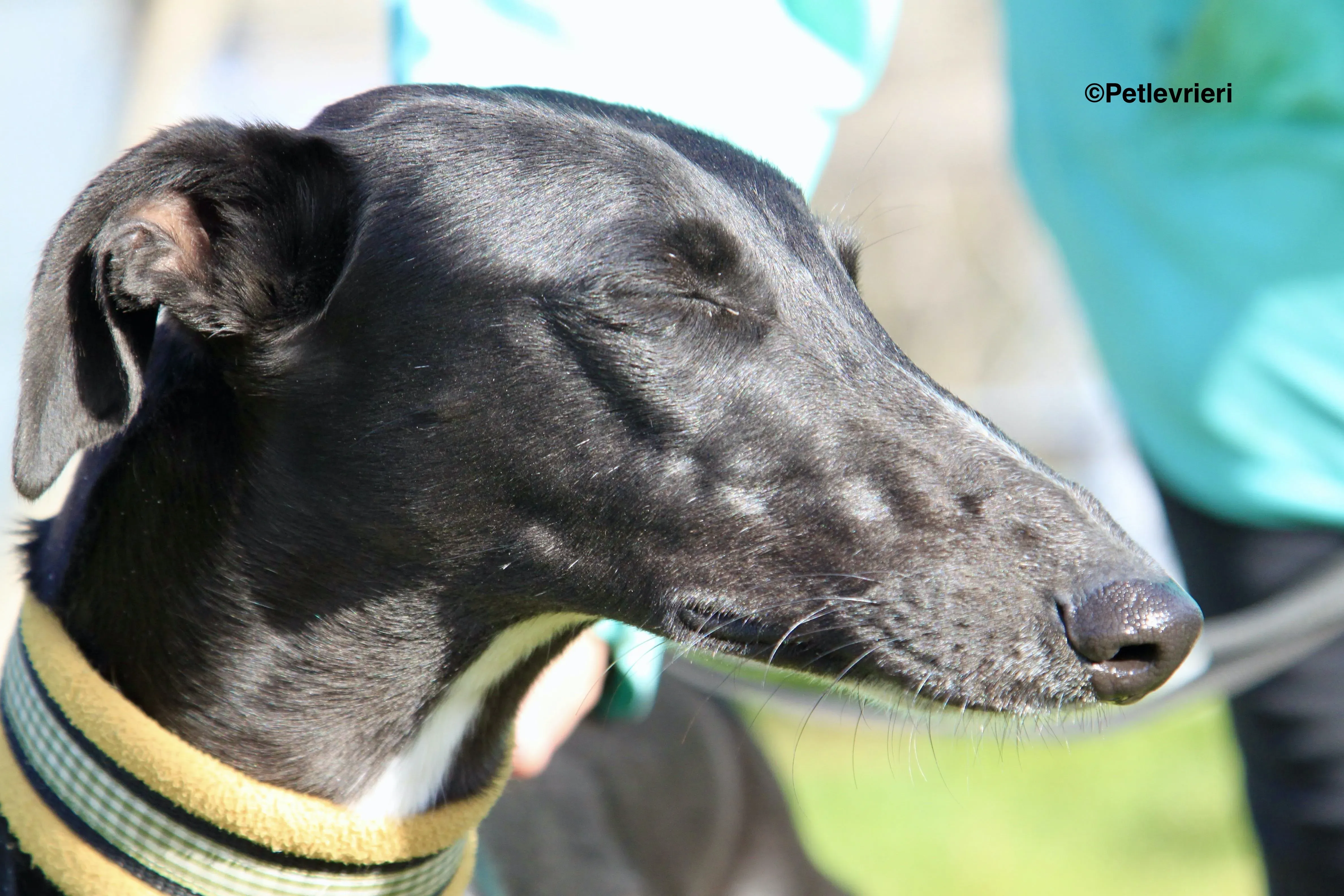 Carmen adozione levrieri galgo 16