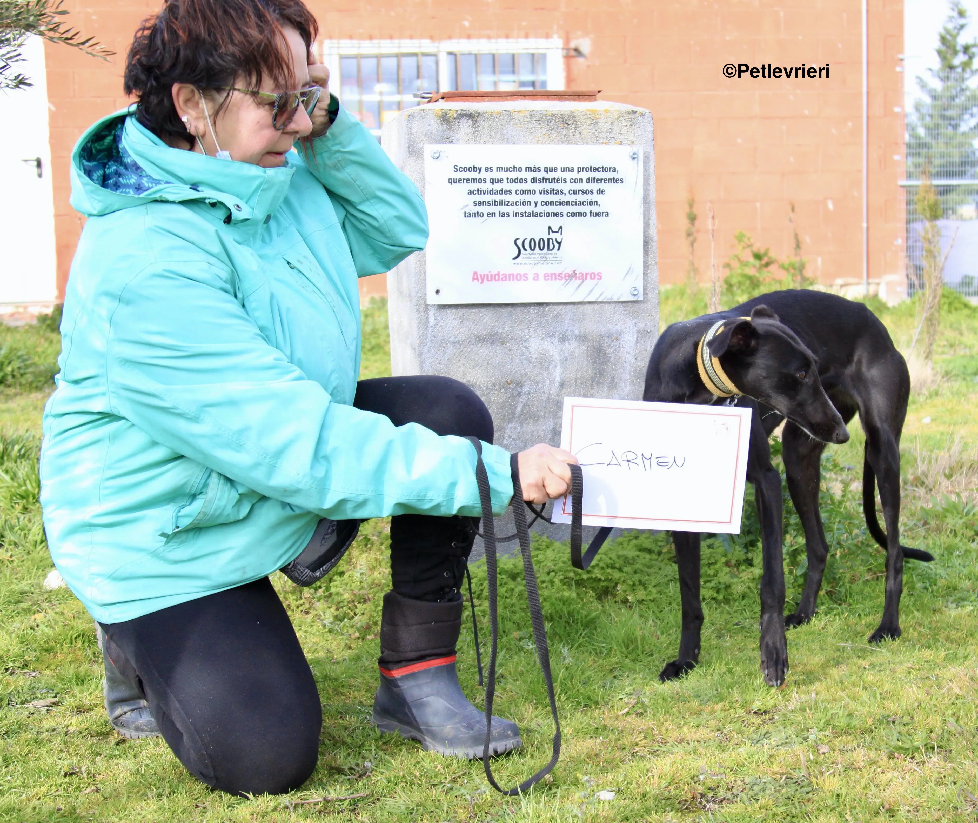 Carmen adozione levrieri galgo 18