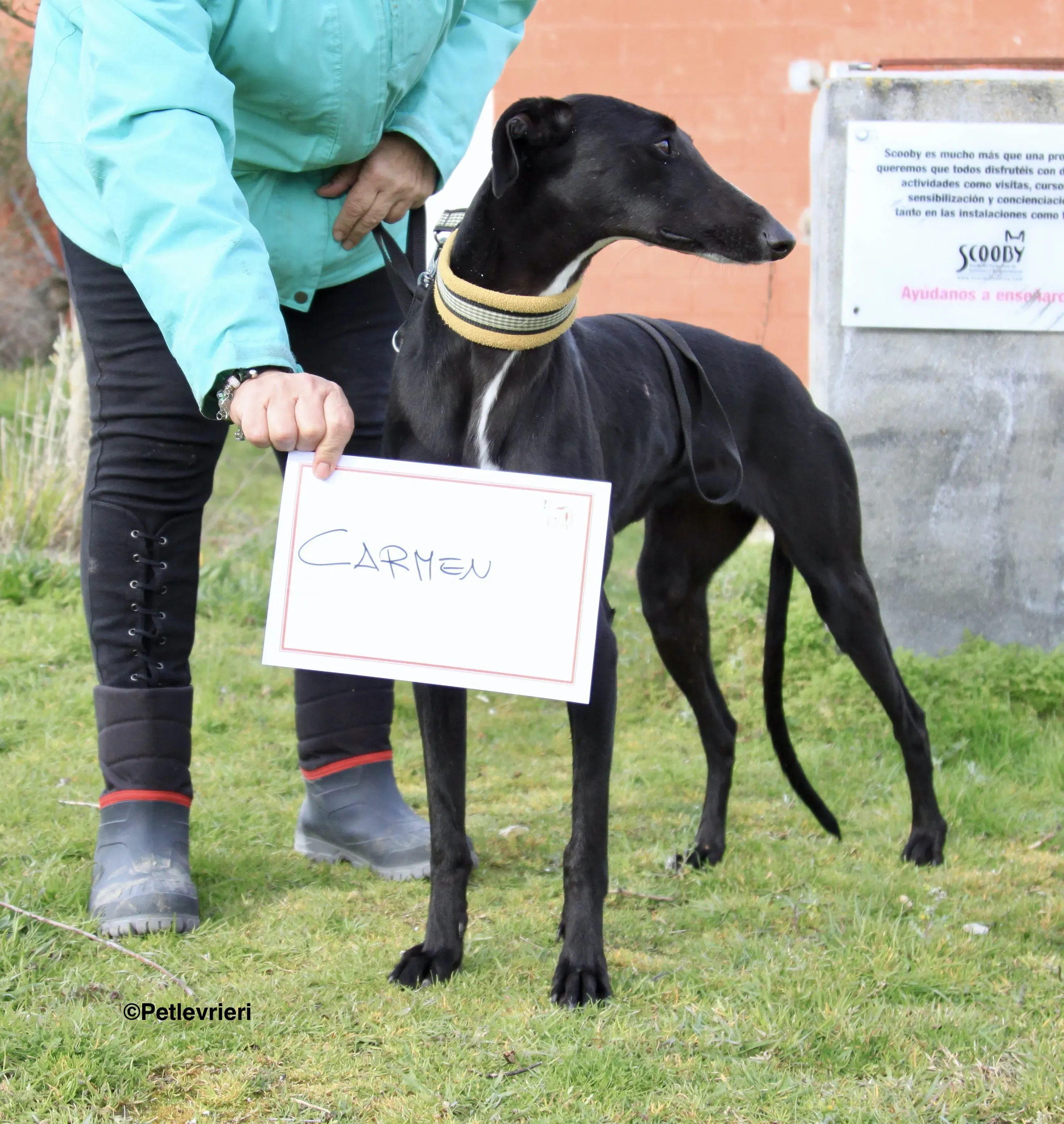 Carmen adozione levrieri galgo 19