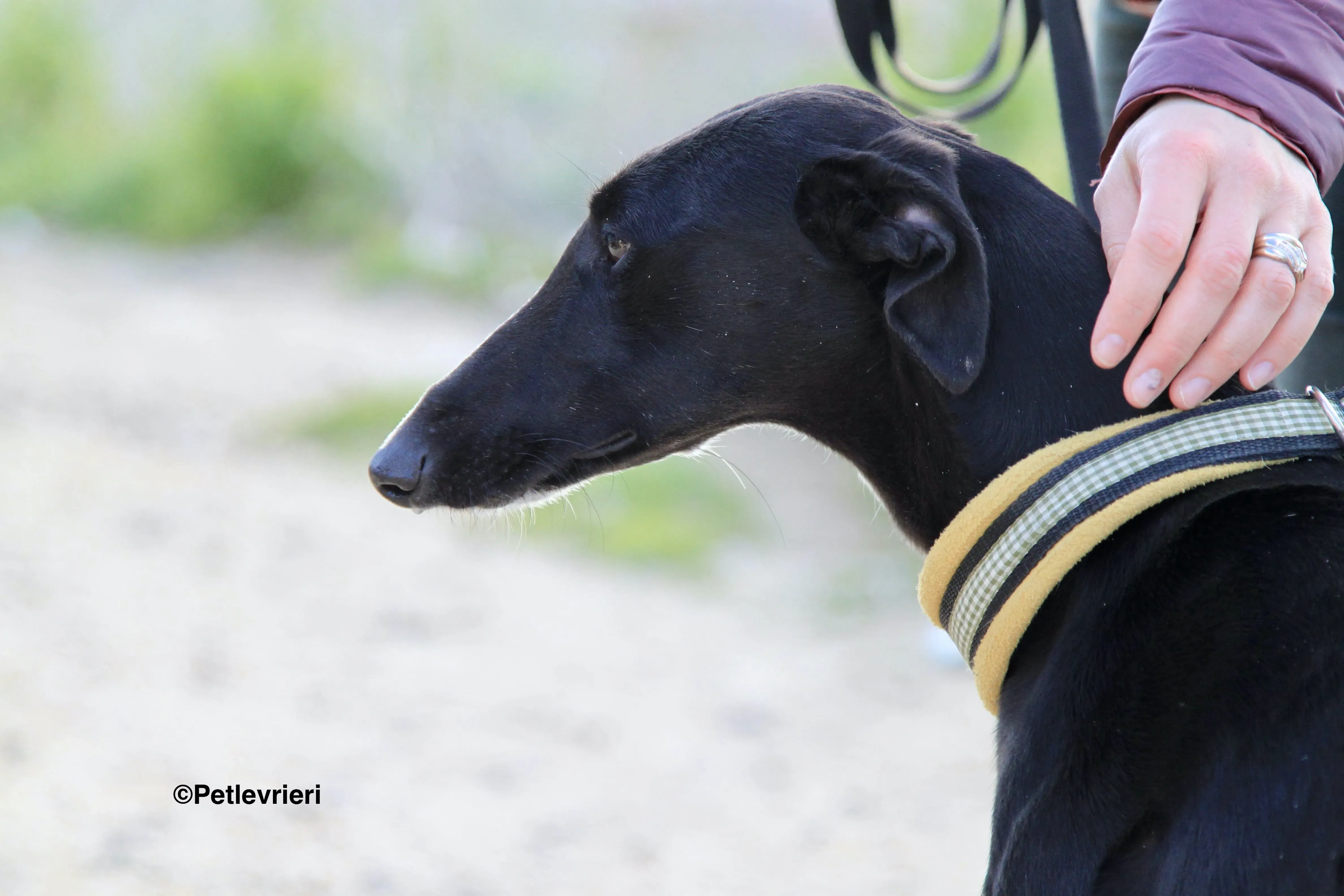 Carmen adozione levrieri galgo 2