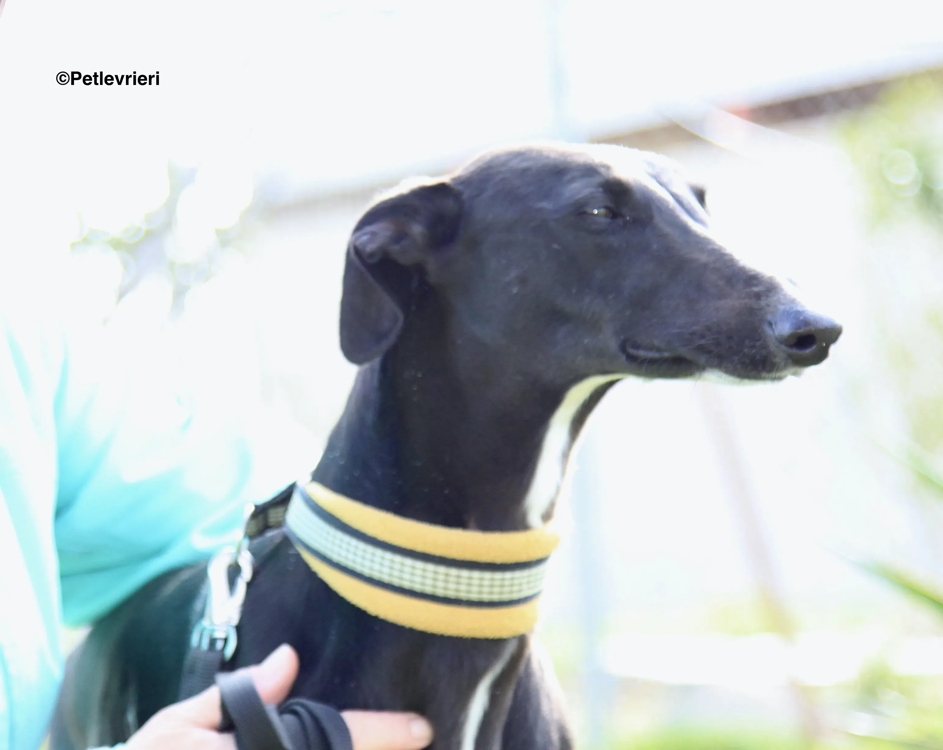 Carmen adozione levrieri galgo 20