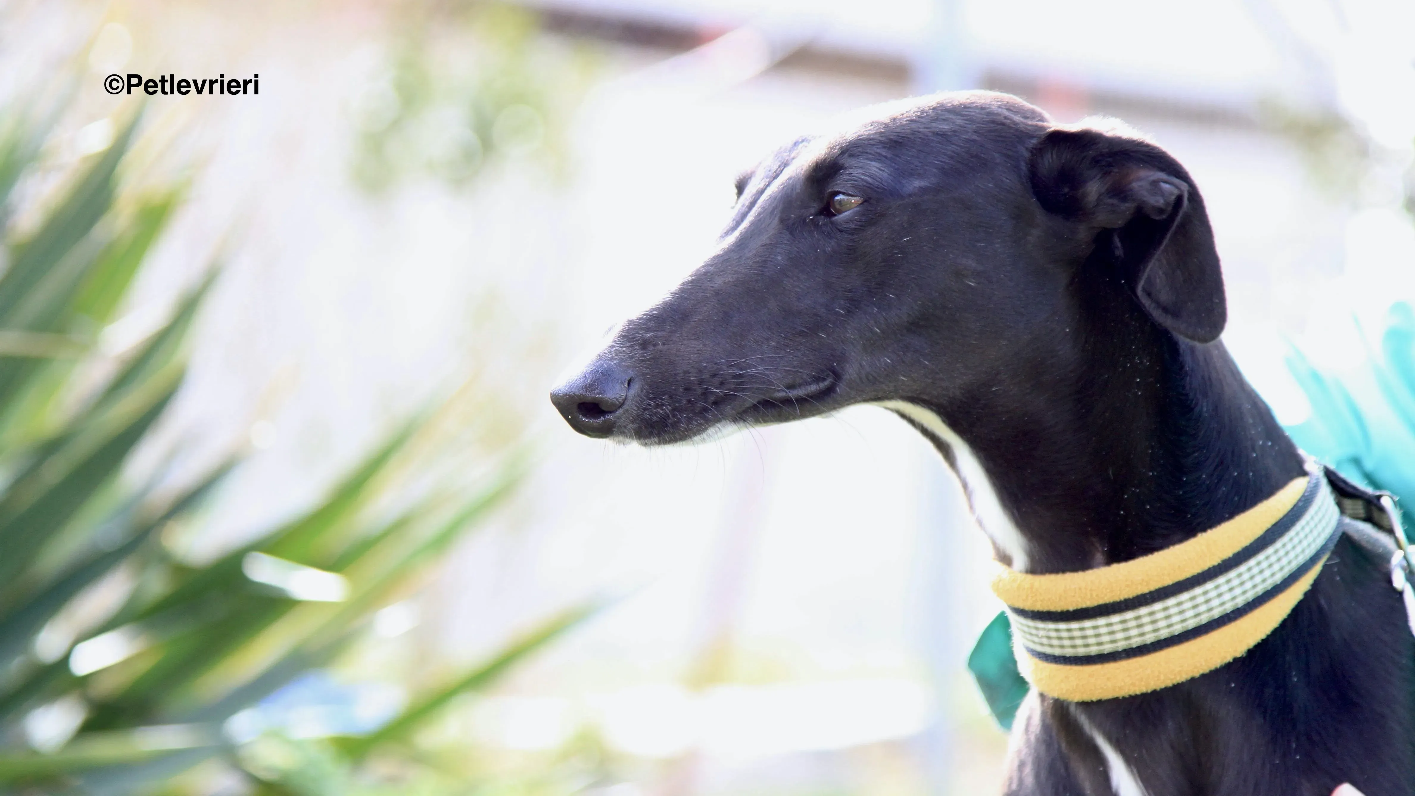 Carmen adozione levrieri galgo 21