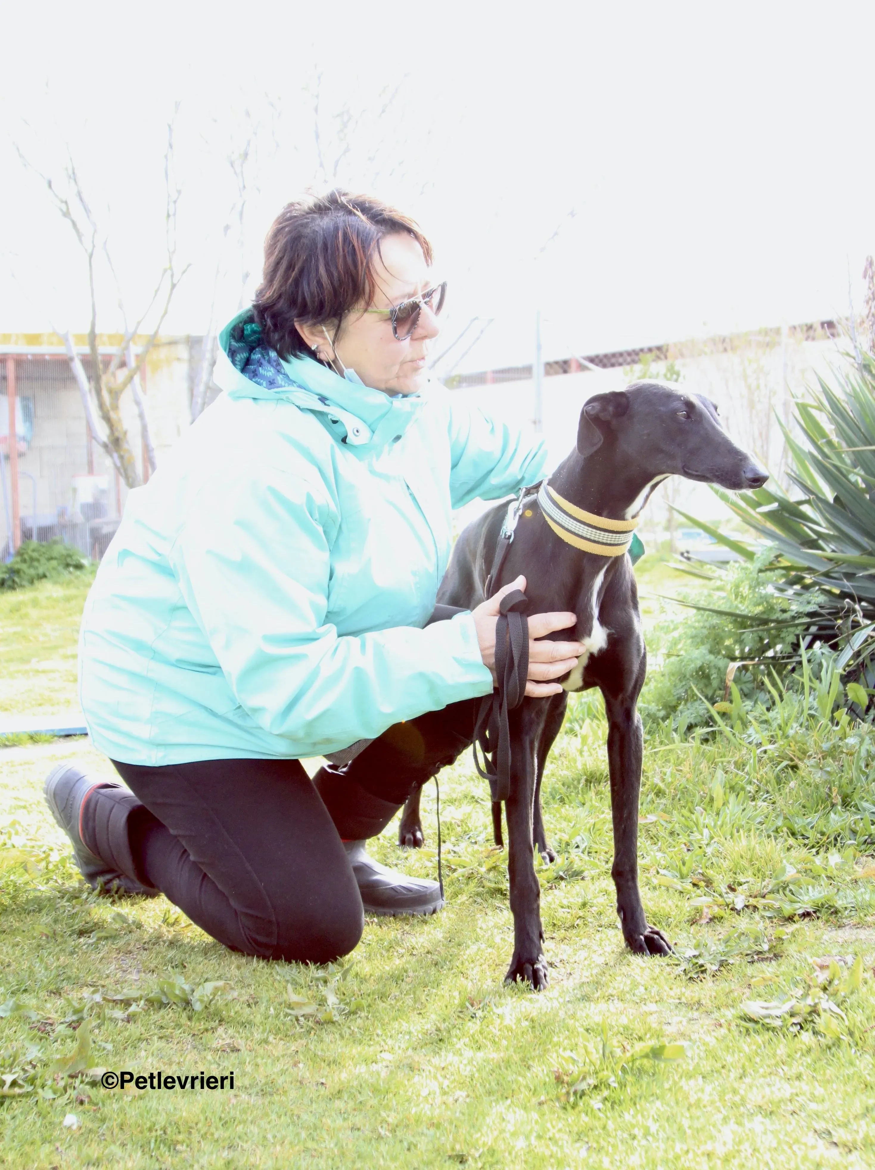 Carmen adozione levrieri galgo 22