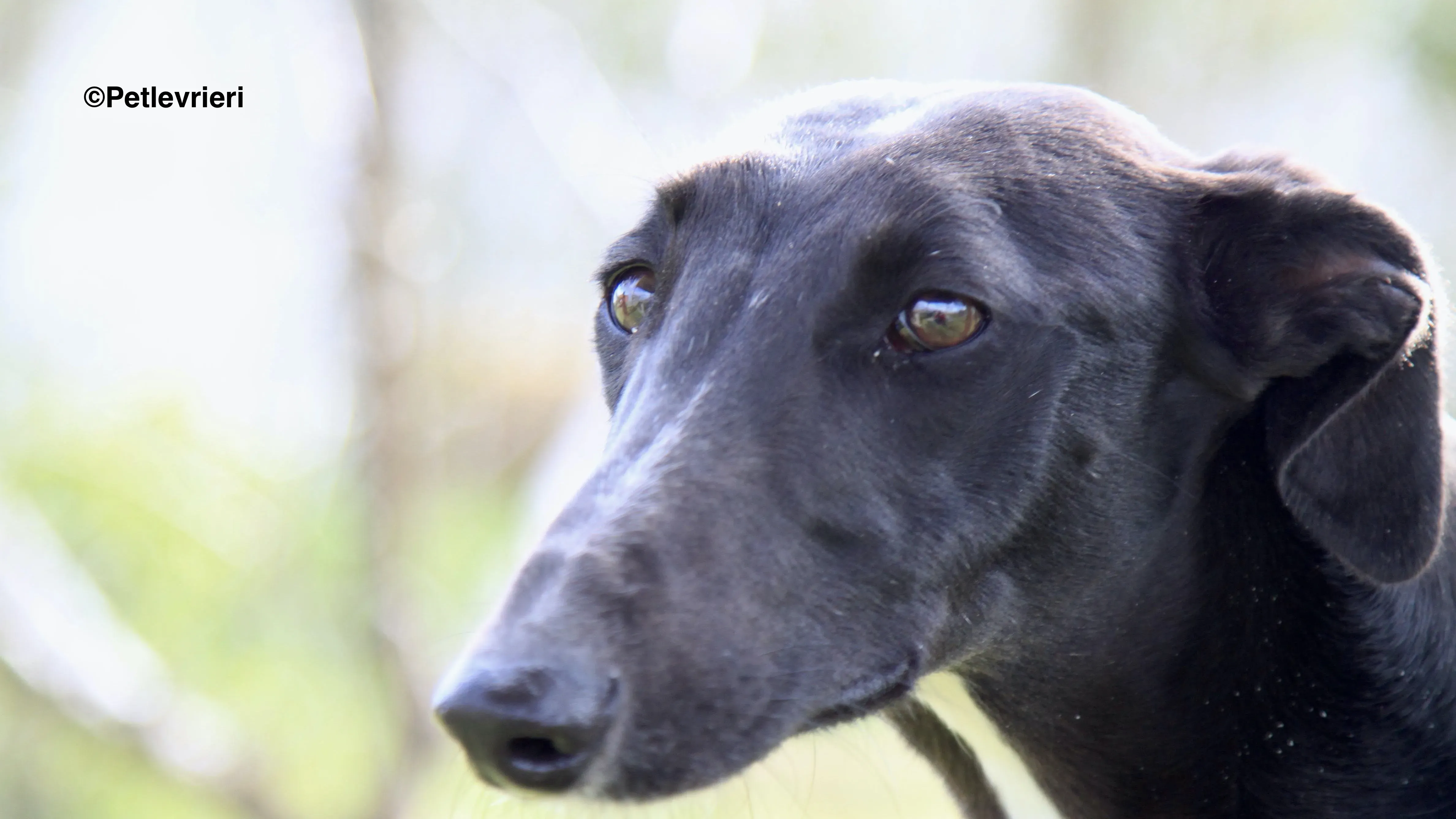 Carmen adozione levrieri galgo 23