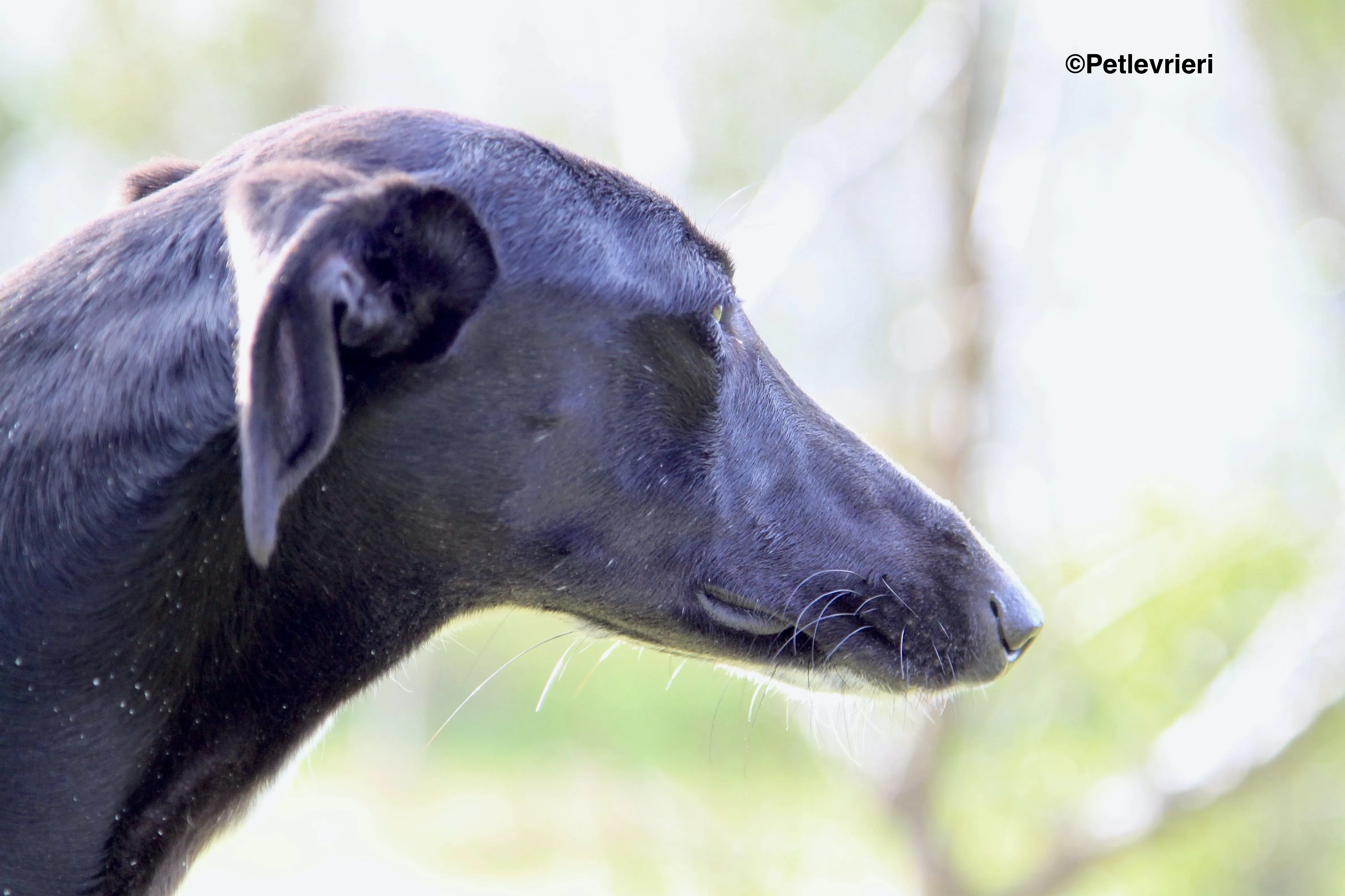 Carmen adozione levrieri galgo 24