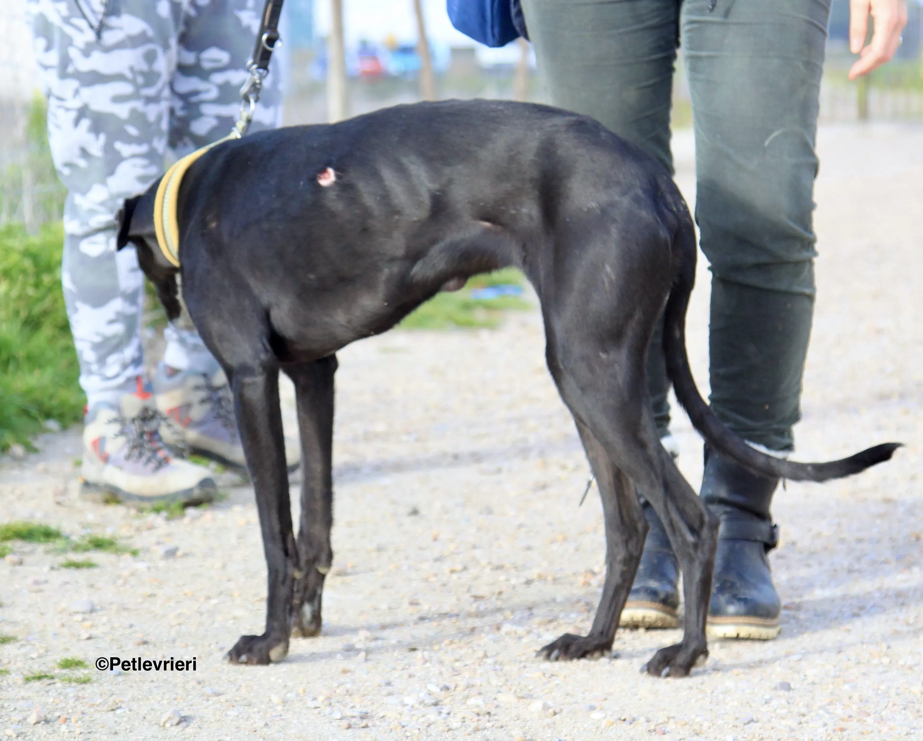 Carmen adozione levrieri galgo 3