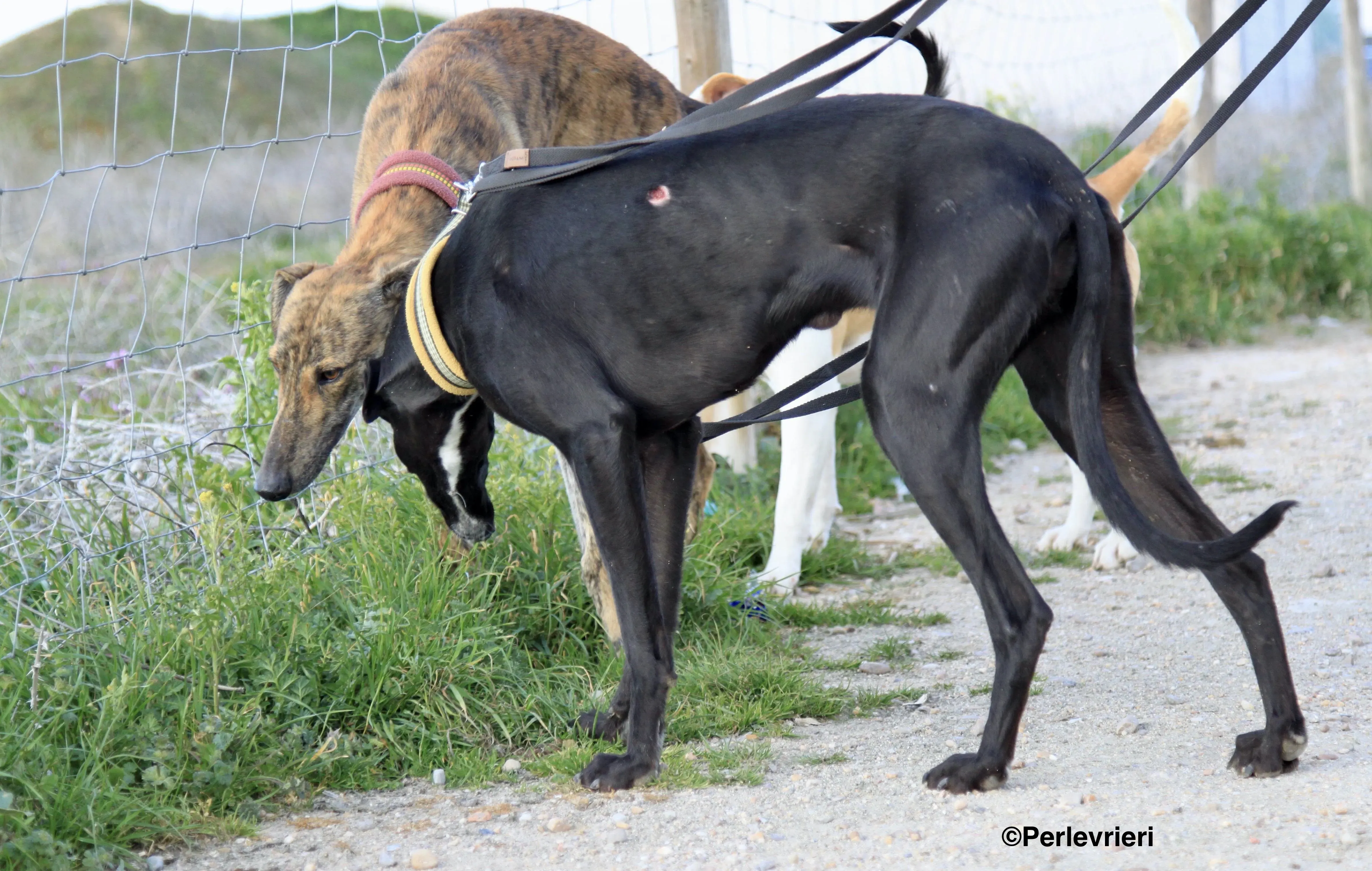 Carmen adozione levrieri galgo 4