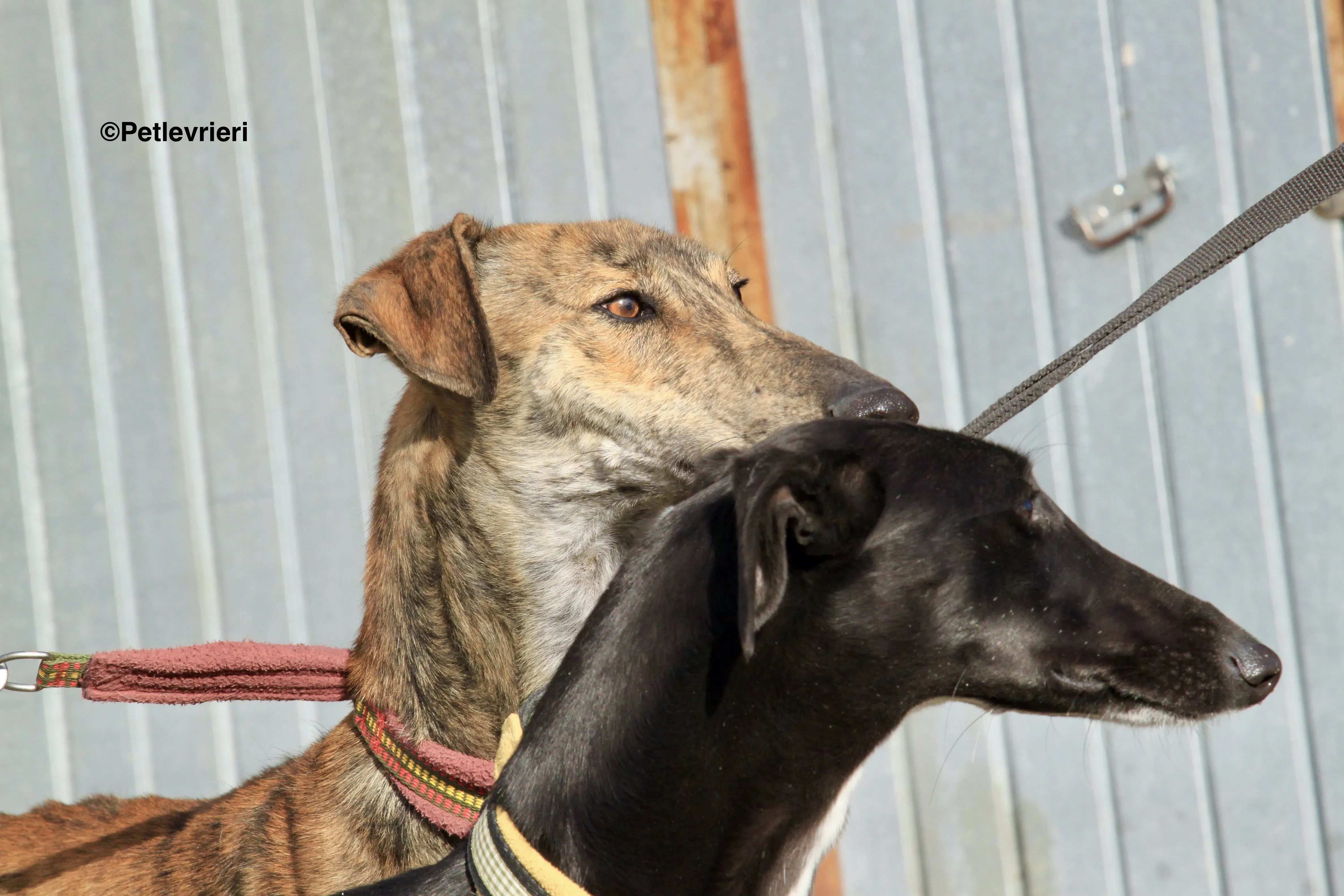 Carmen adozione levrieri galgo 6
