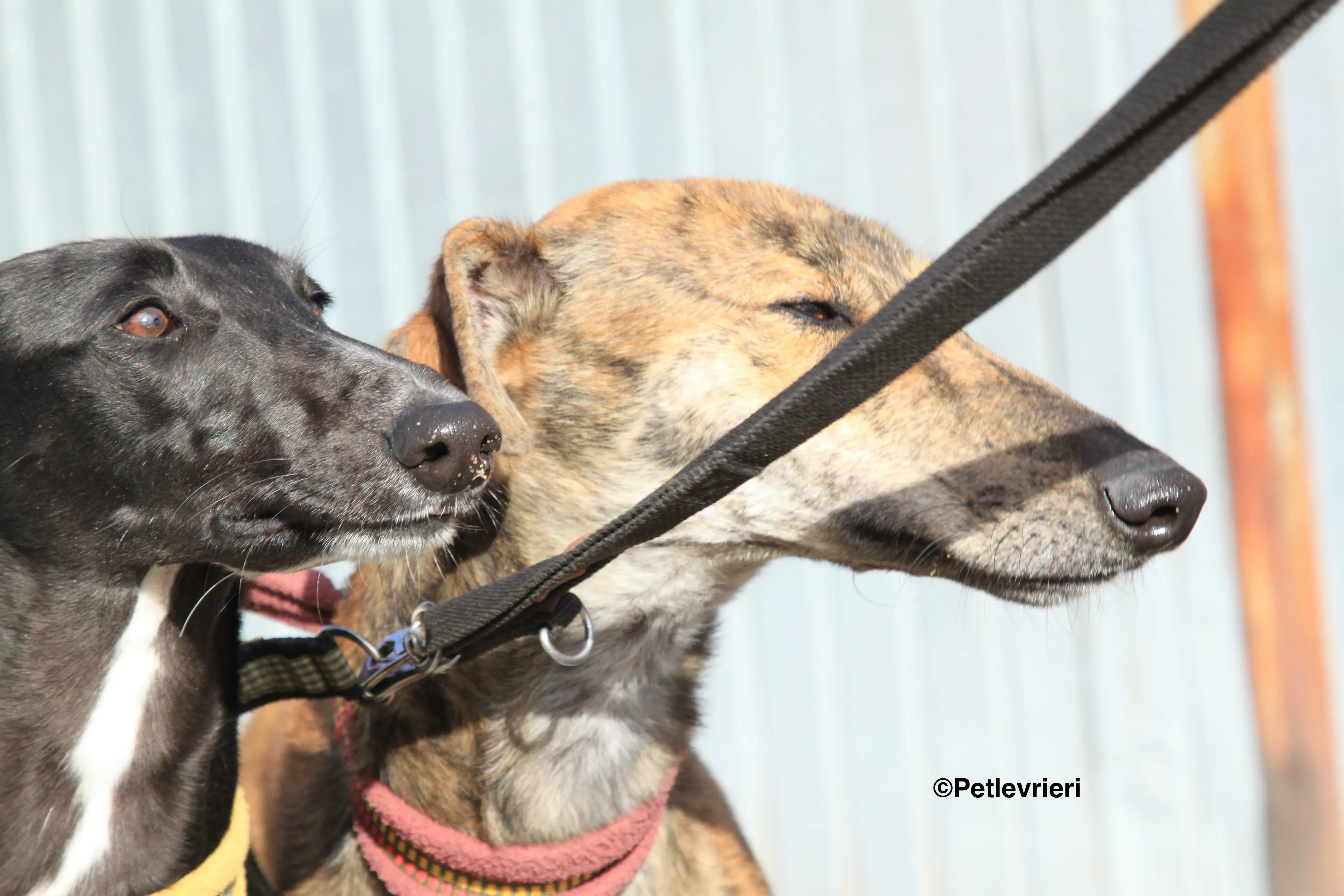 Carmen adozione levrieri galgo 8