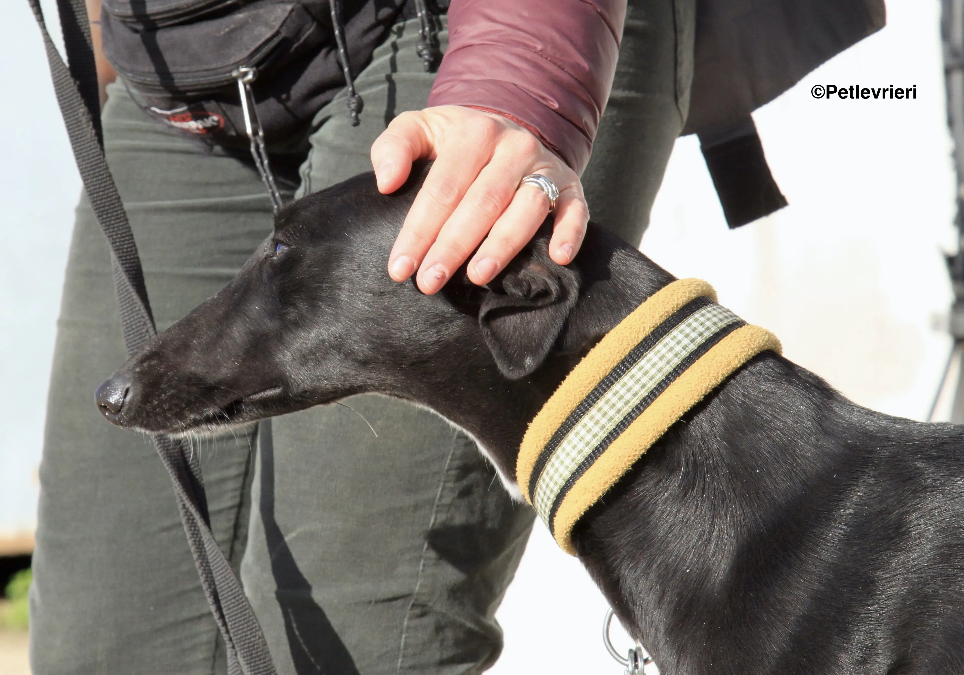 Carmen adozione levrieri galgo 9