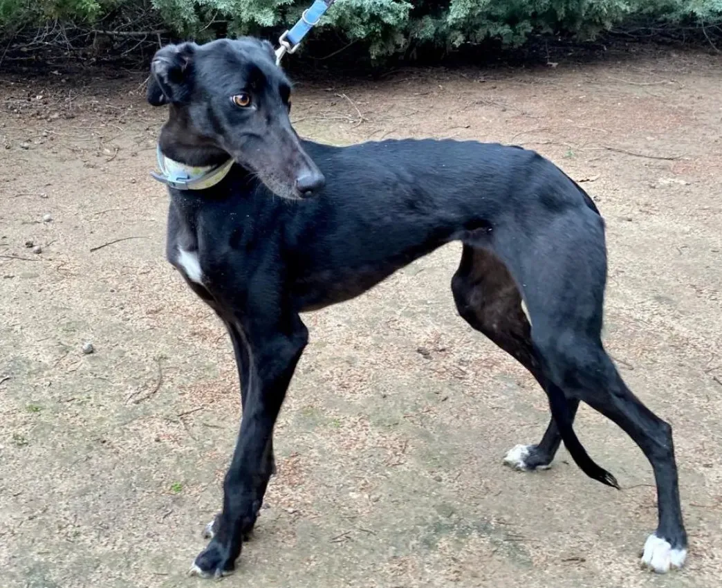 Carmina adozione levrieri galgo 1