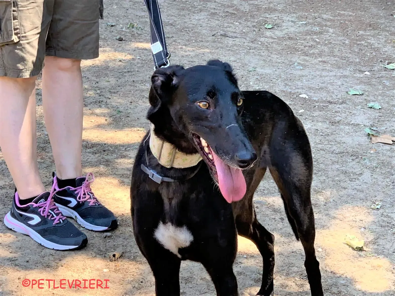 Carmina adozione levrieri galgo 20 2