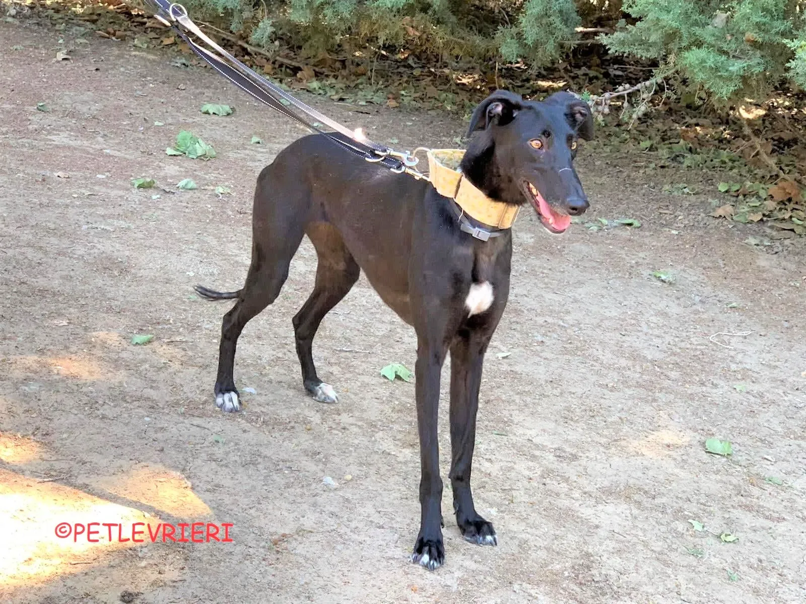 Carmina adozione levrieri galgo 21 2