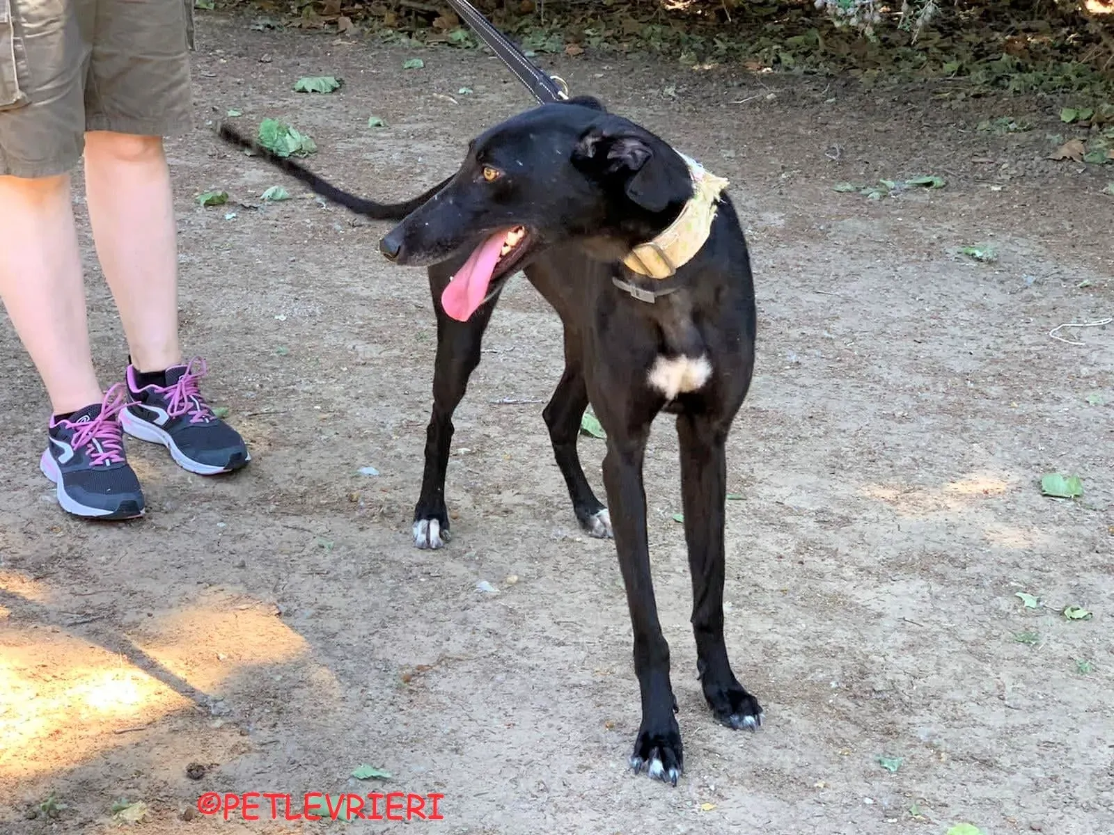 Carmina adozione levrieri galgo 22 2