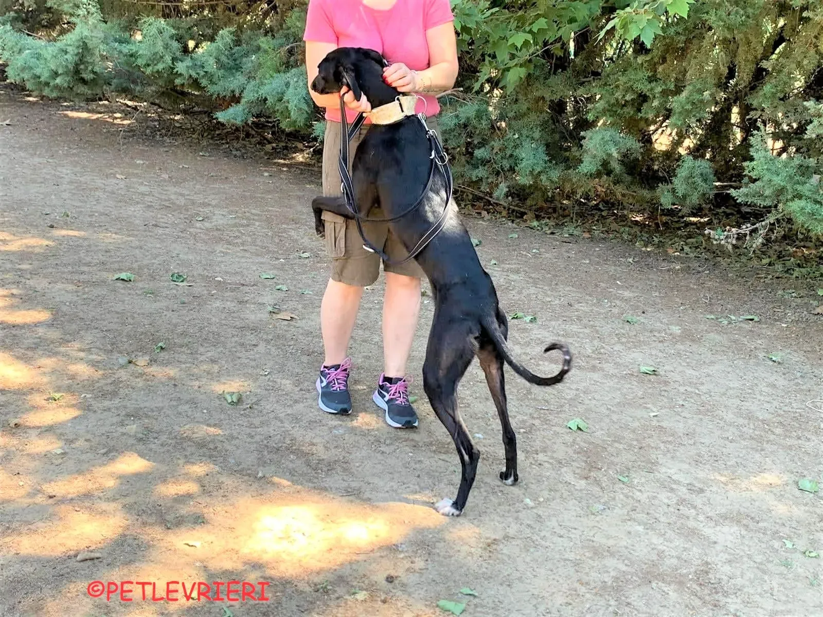 Carmina adozione levrieri galgo 23 2