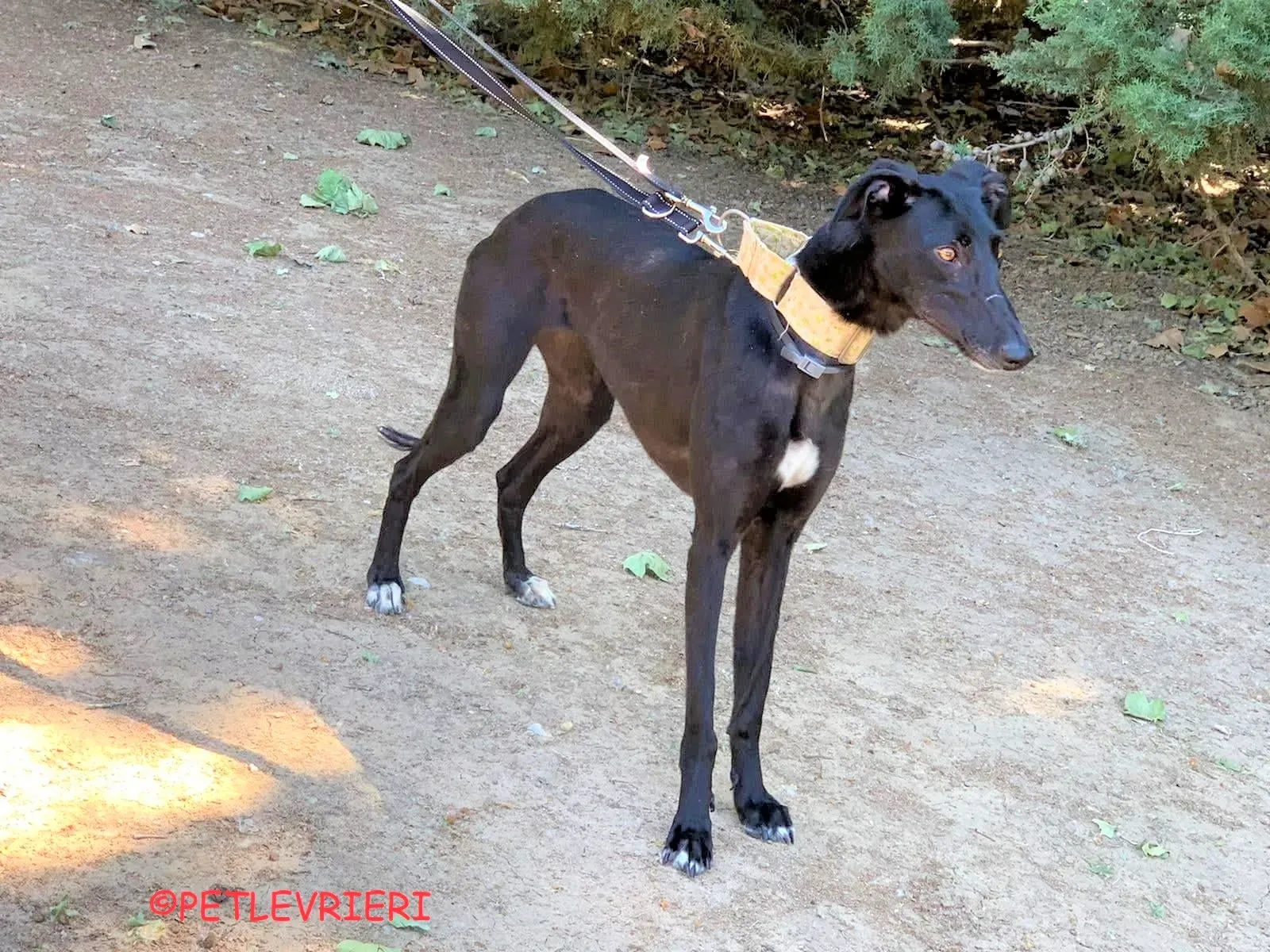 Carmina adozione levrieri galgo 24 2