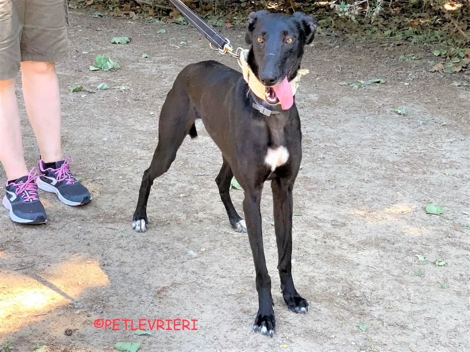 Carmina adozione levrieri galgo 25 2