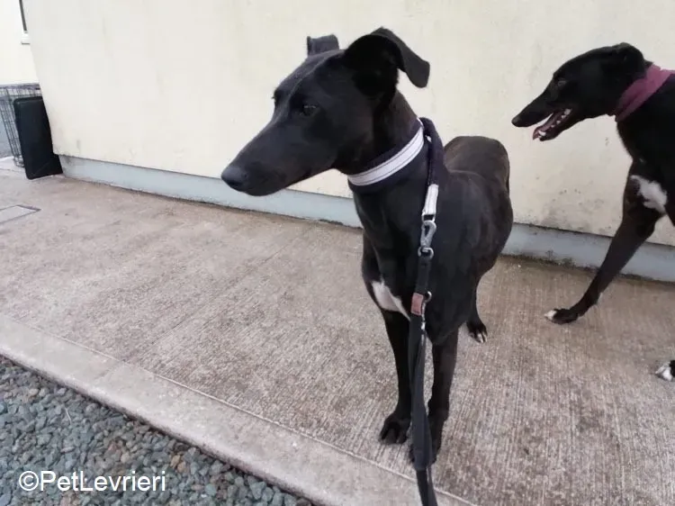 Carol adozione levrieri greyhound 1
