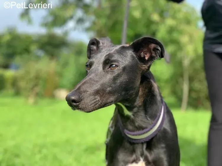 Carol adozione levrieri greyhound 2