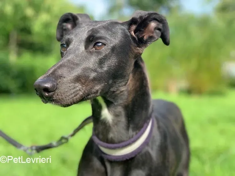 Carol adozione levrieri greyhound 3