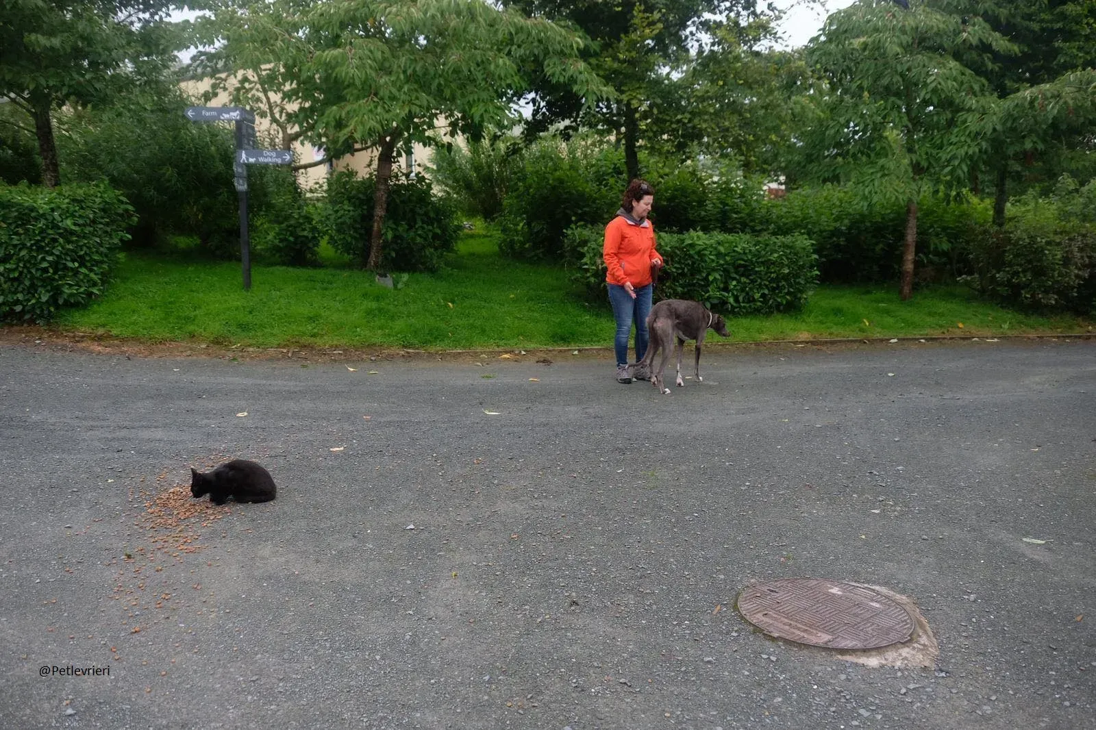 Caroline Greyhound adozione pet levrieri 1