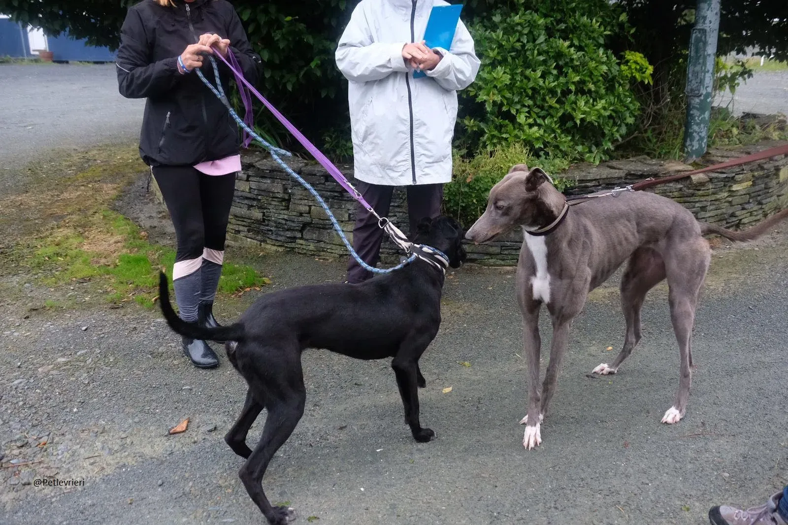 Caroline Greyhound adozione pet levrieri 10