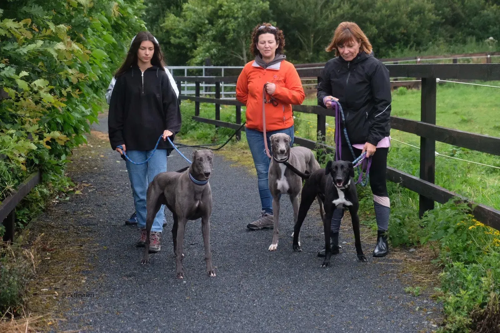 Caroline Greyhound adozione pet levrieri 11