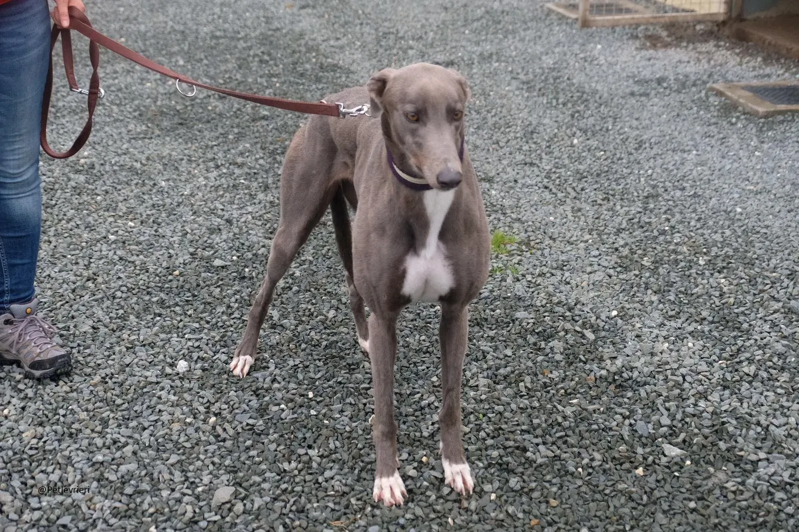 Caroline Greyhound adozione pet levrieri 2