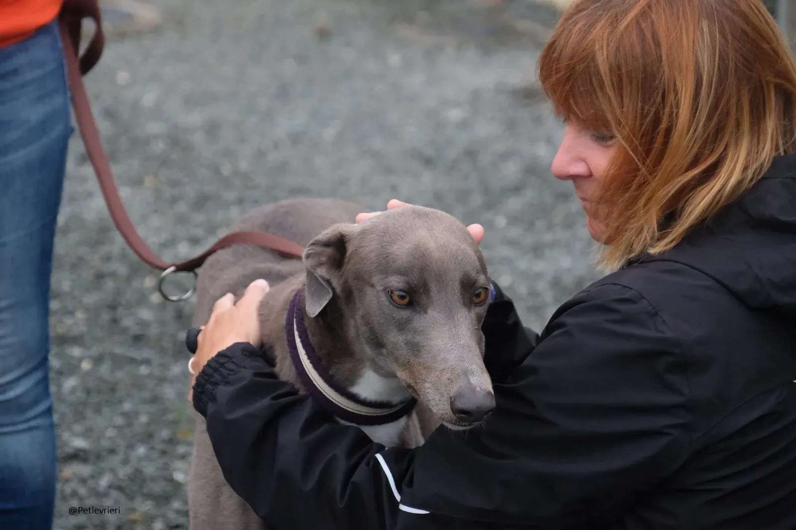 Caroline Greyhound adozione pet levrieri 3