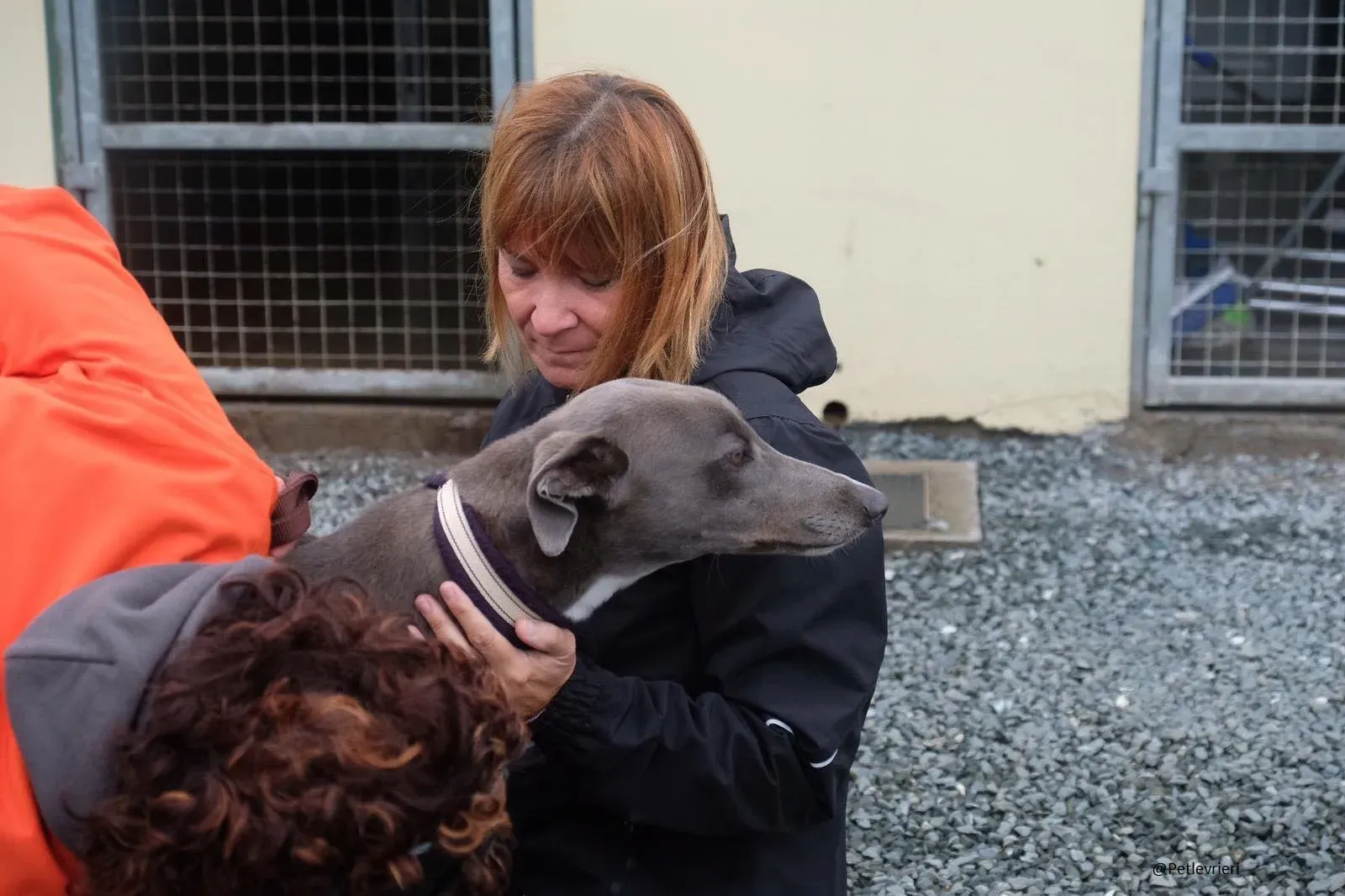 Caroline Greyhound adozione pet levrieri 4