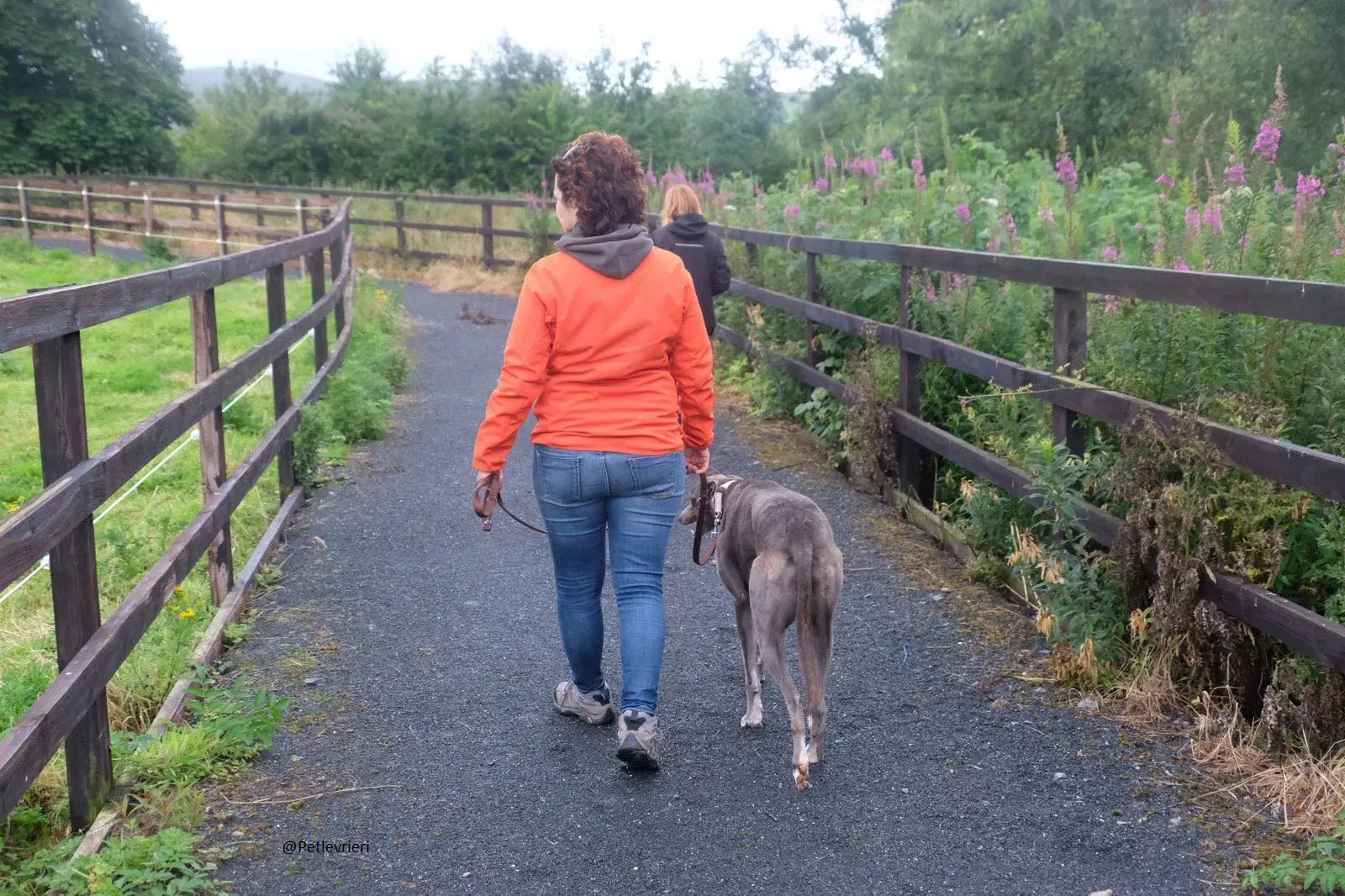 Caroline Greyhound adozione pet levrieri 5