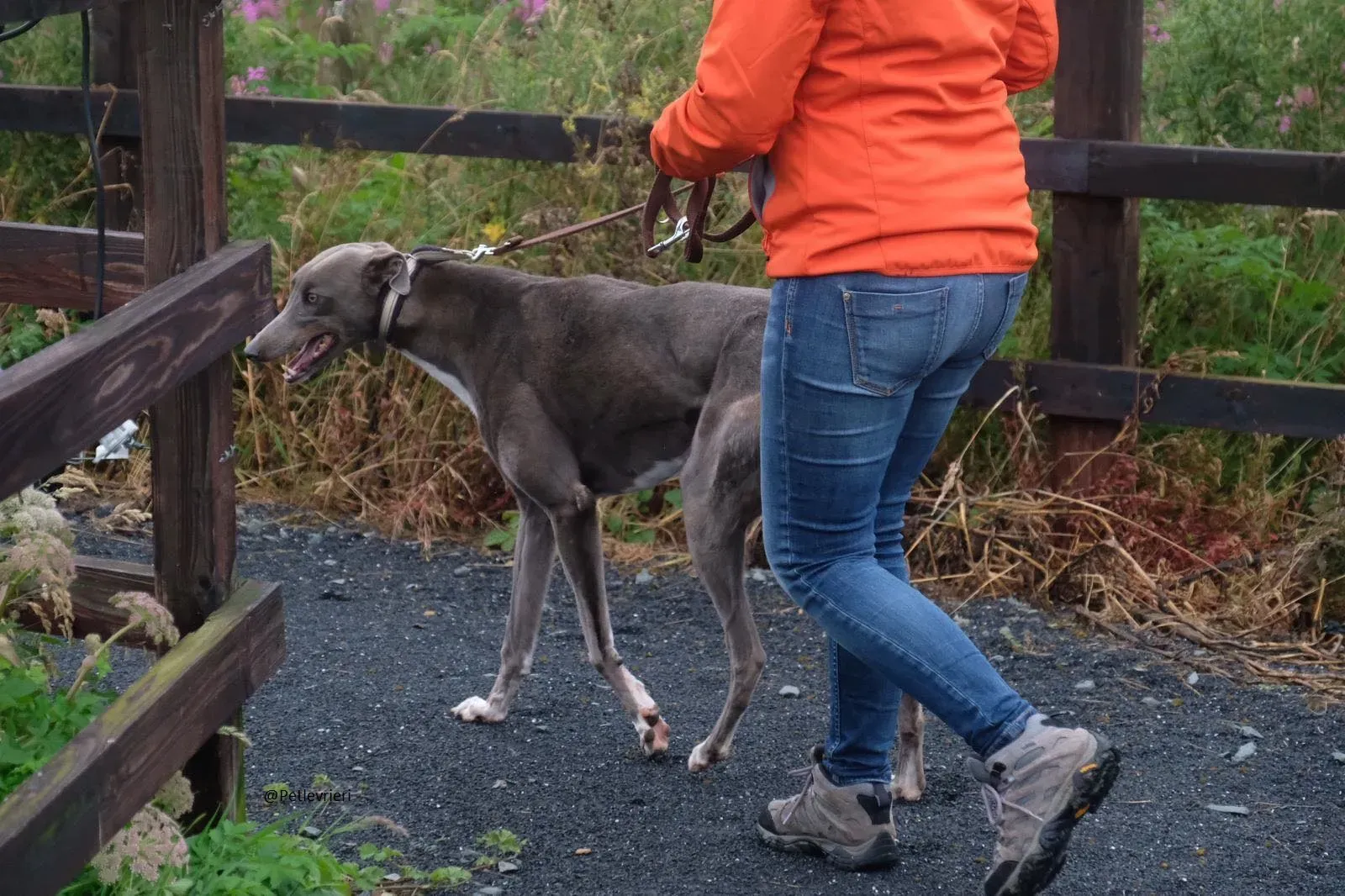 Caroline Greyhound adozione pet levrieri 6