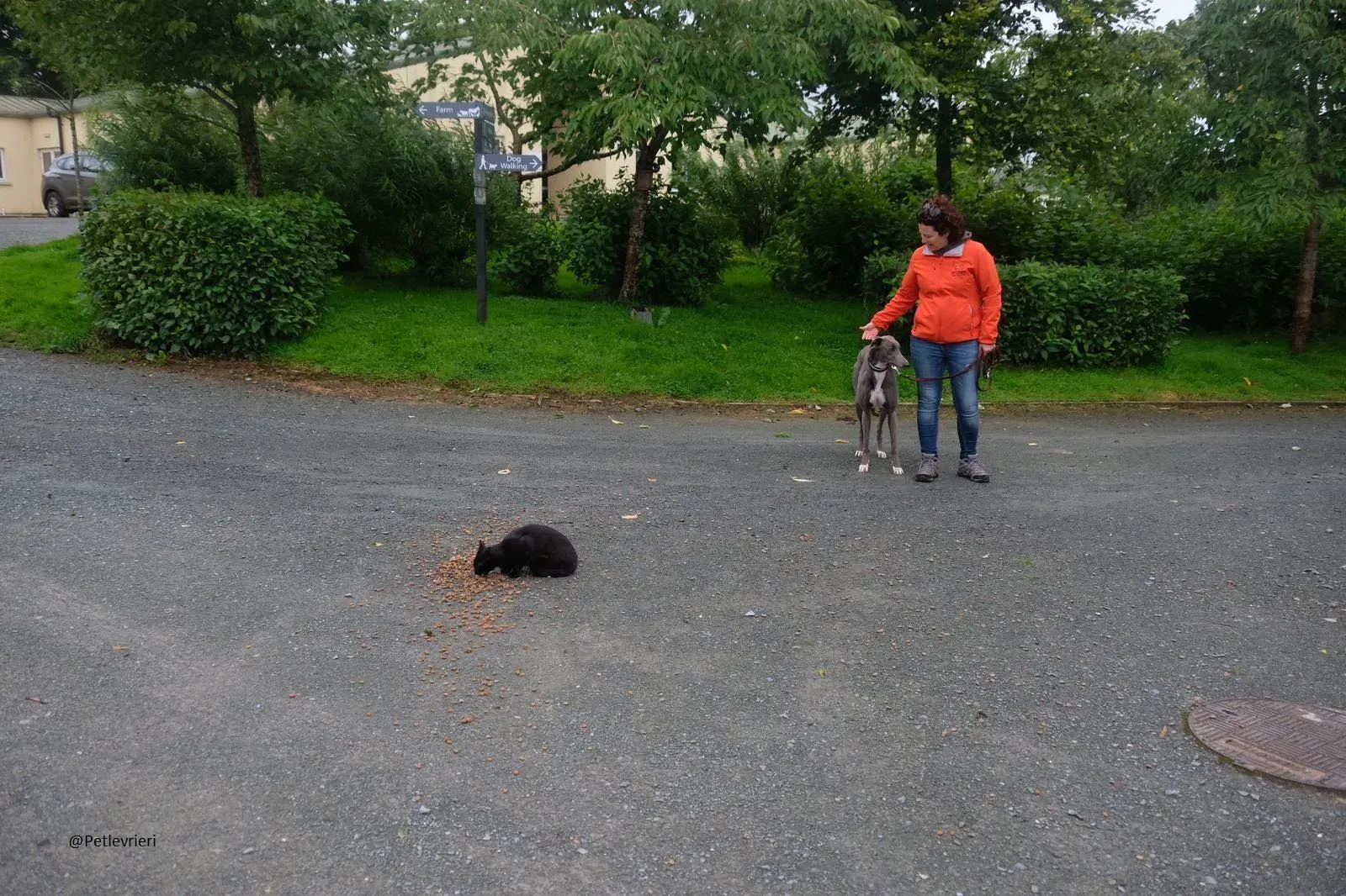 Caroline Greyhound adozione pet levrieri 7