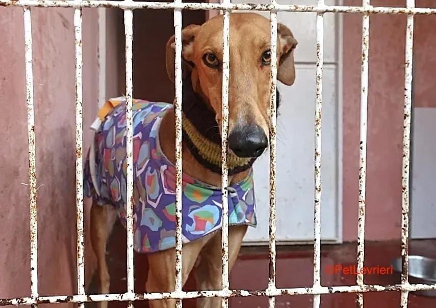 Carrasco adozione levrieri galgo 1