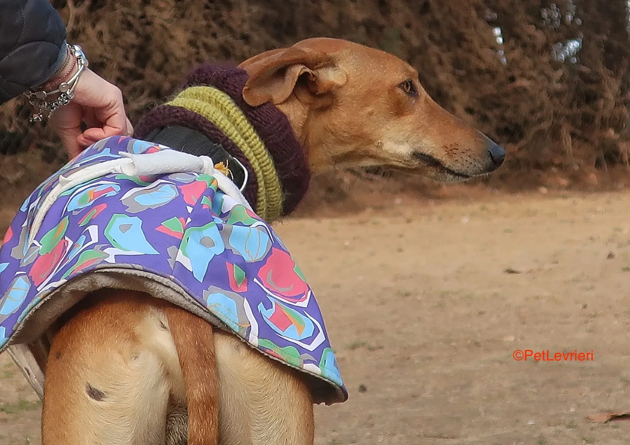 Carrasco adozione levrieri galgo 10