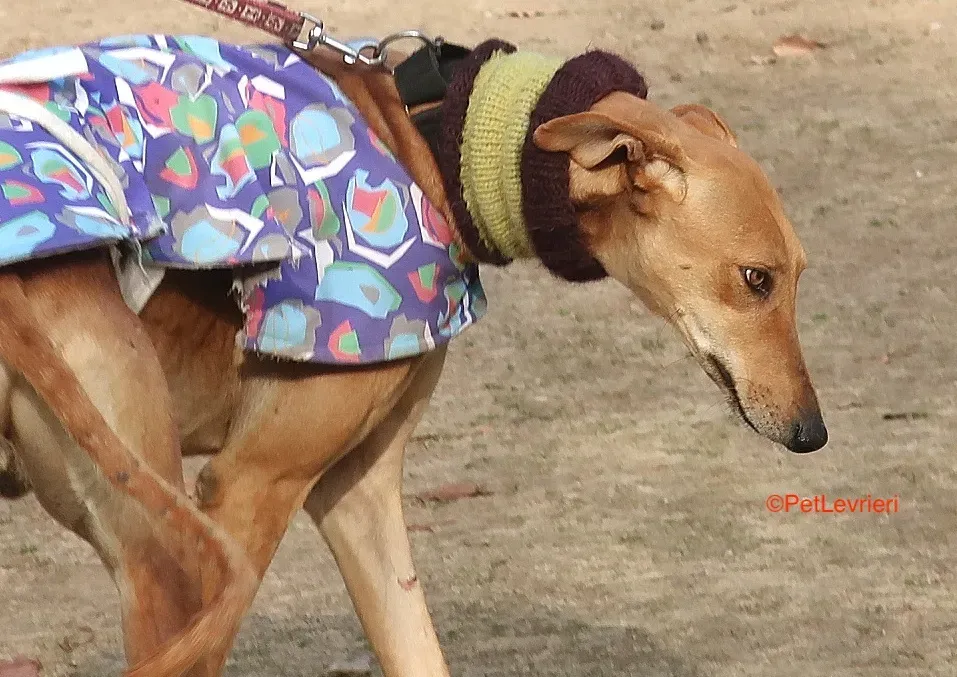 Carrasco adozione levrieri galgo 11