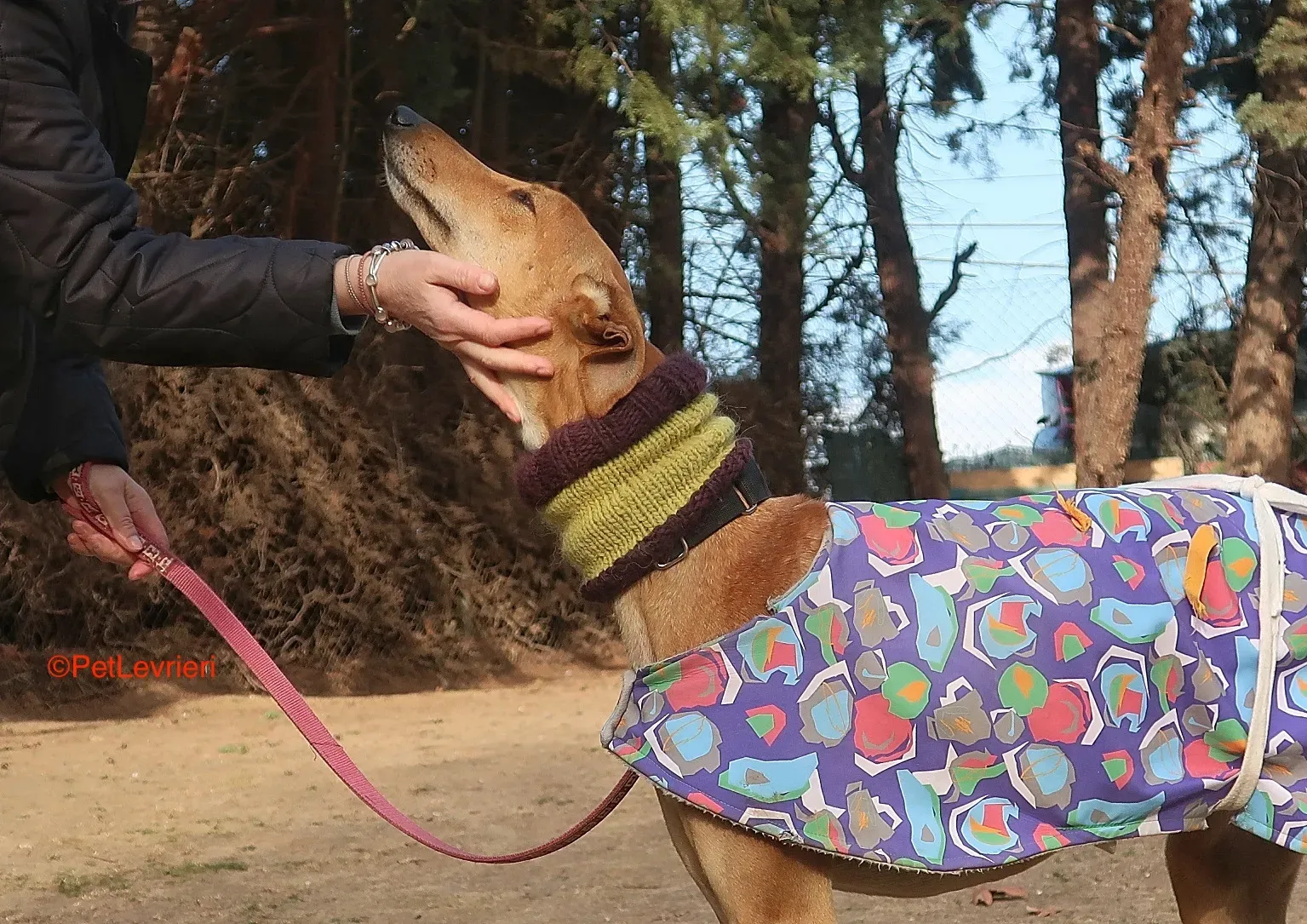 Carrasco adozione levrieri galgo 12