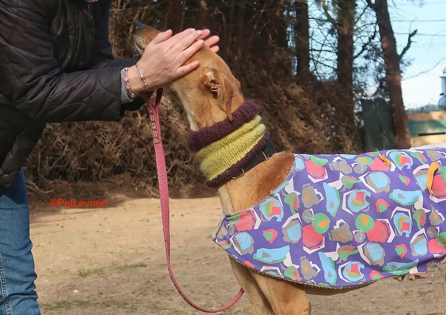 Carrasco adozione levrieri galgo 13