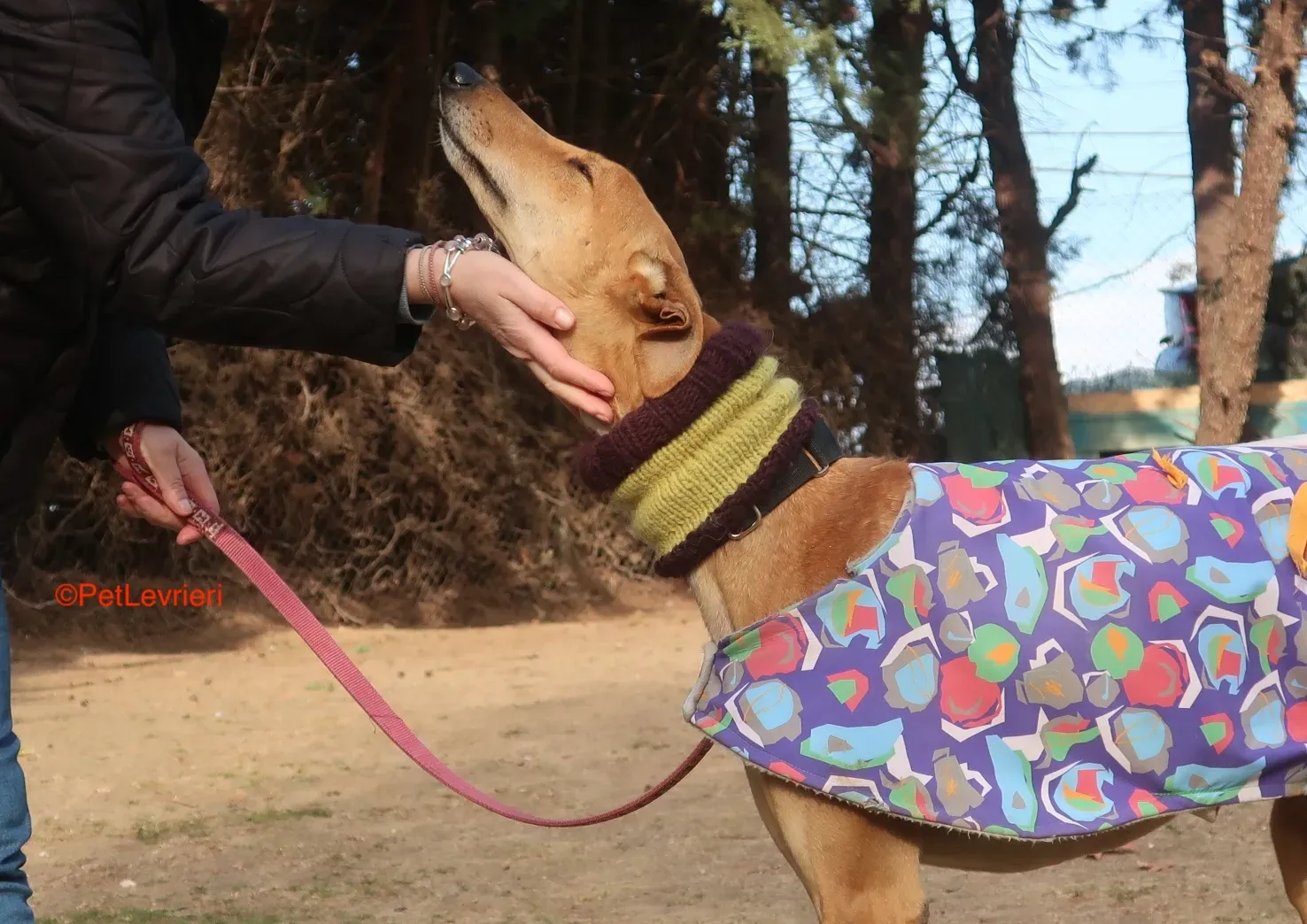 Carrasco adozione levrieri galgo 14